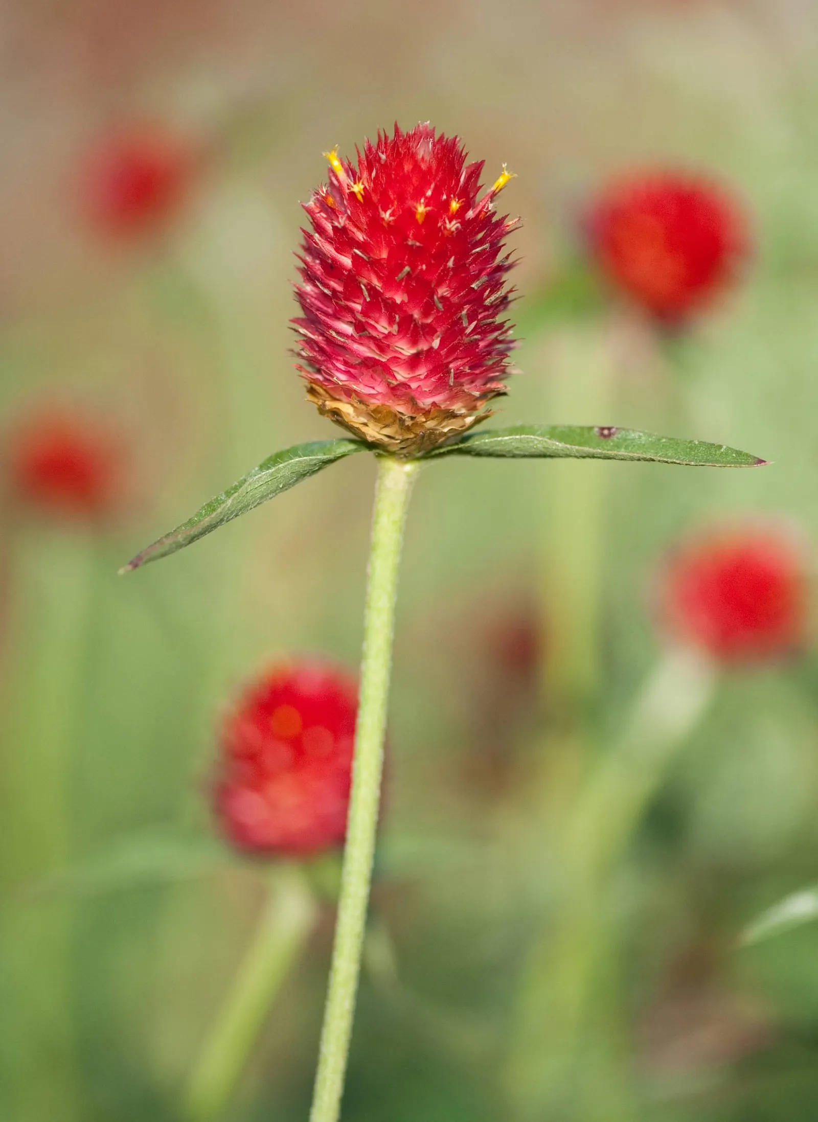 Globe Amaranth (Gomphrena Globosa) — annual with pink blooms, image 89