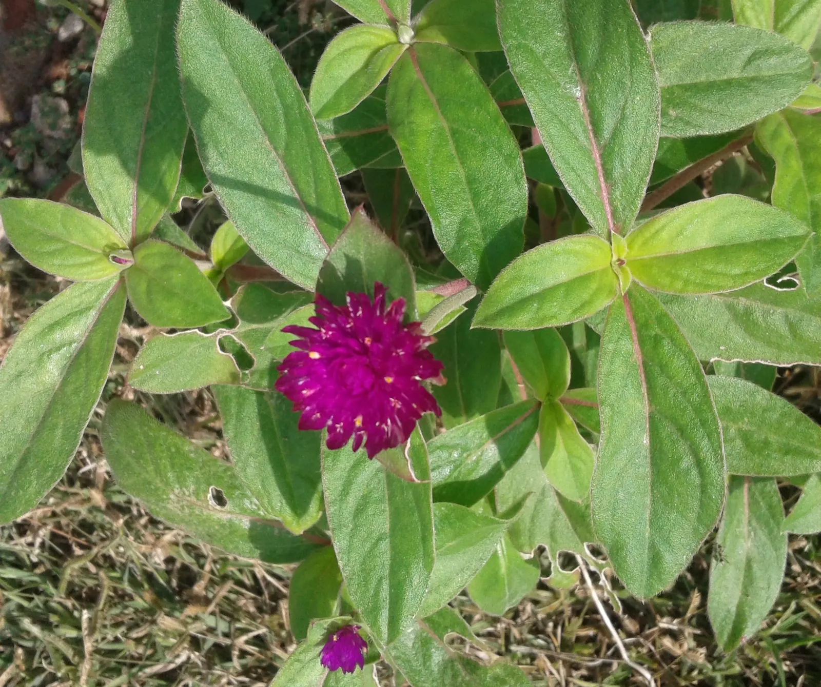 Globe Amaranth (Gomphrena Globosa) — this drought-resistant annual thrives in full sun; annual for full or half, image 84