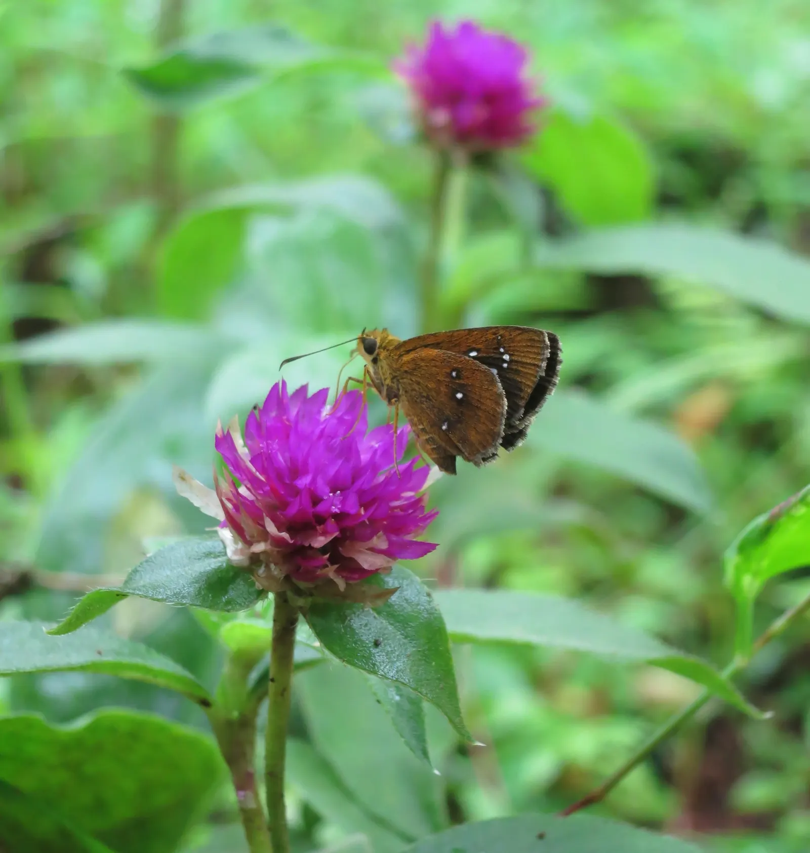 Globe Amaranth (Gomphrena Globosa) — Its dense, clover-like heads are excellent for both fresh-cut and dried floral arrangements; pink flowers in, image 22