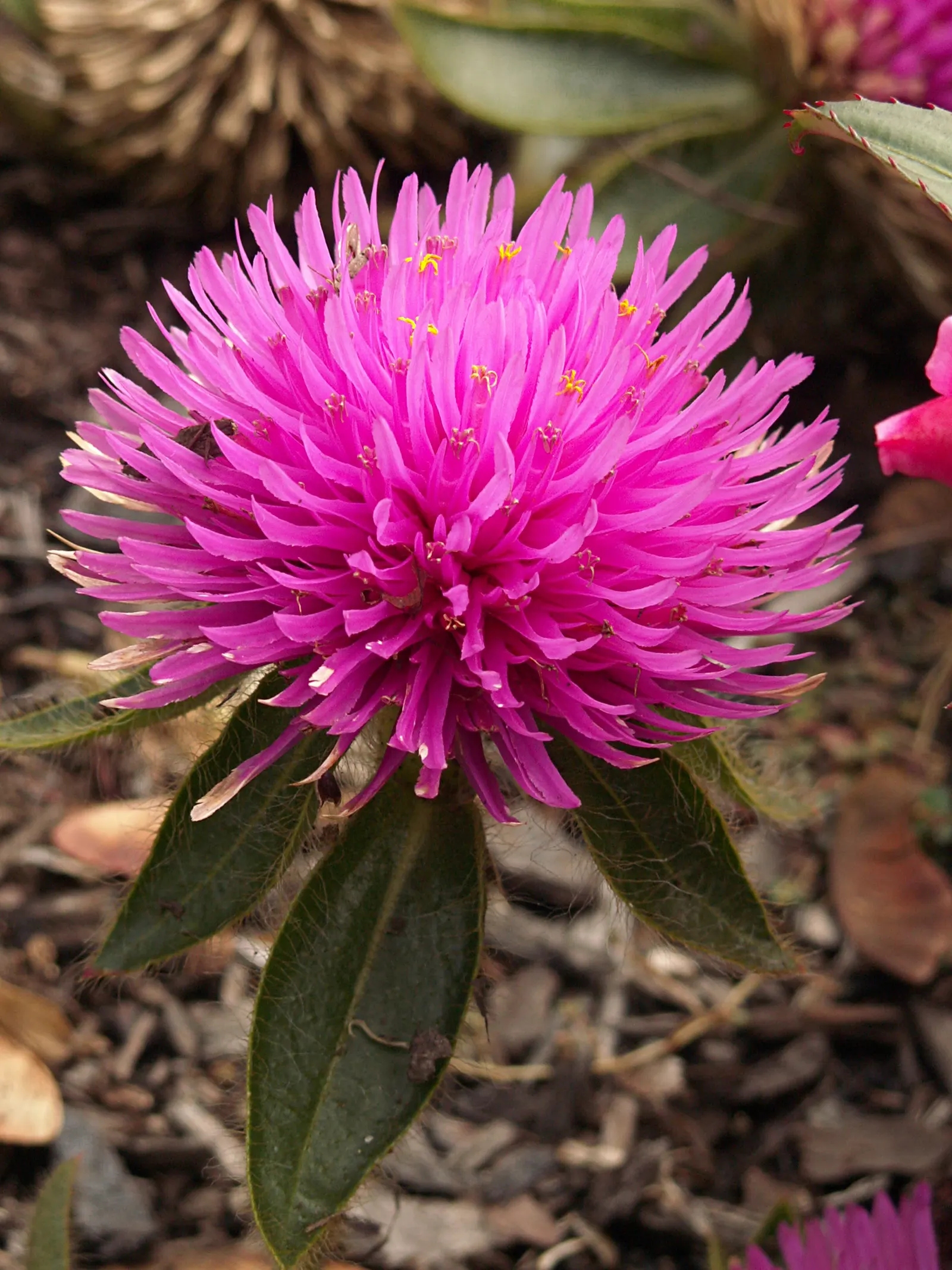 Globe Amaranth (Gomphrena Globosa) — annual for full or half; adding contrast to midsummer through fall gardens, image 63