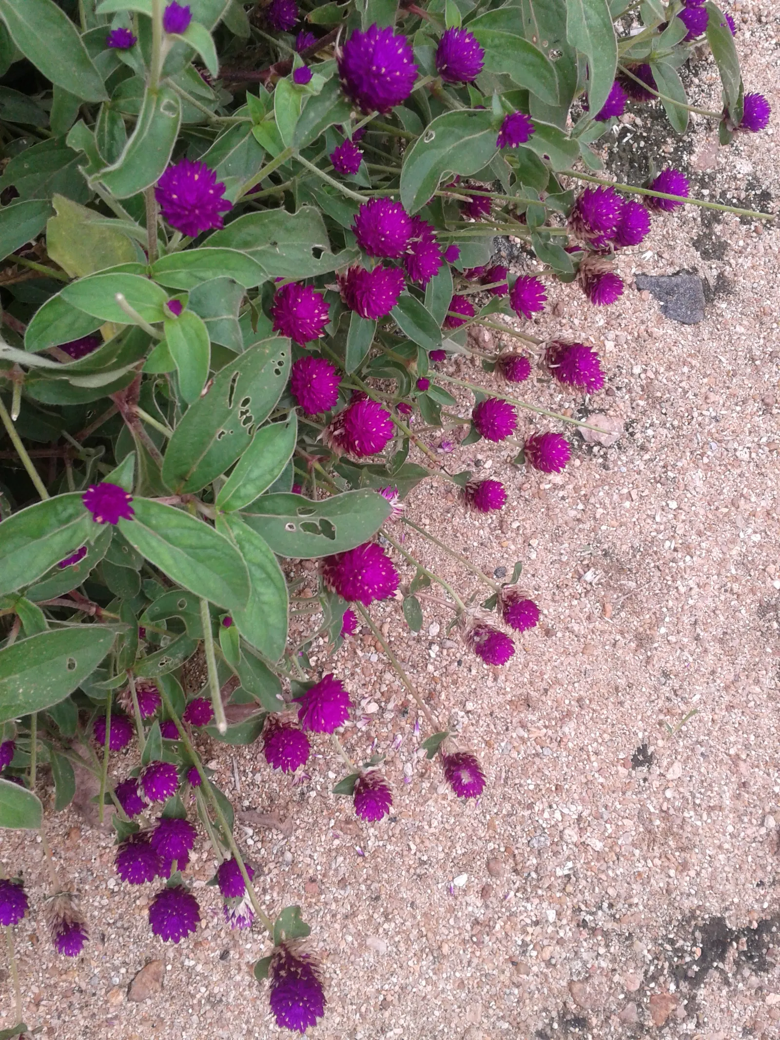 Globe Amaranth (Gomphrena Globosa) — annual with pink blooms, image 80