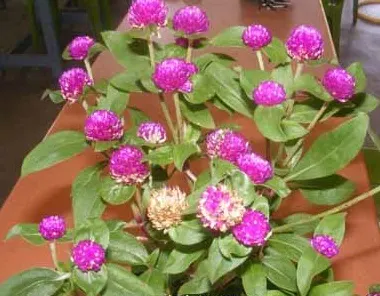Globe Amaranth (Gomphrena Globosa) — everlasting flower with papery blooms ranging from purple to white; its dense, clover-like heads are excellent, image 28