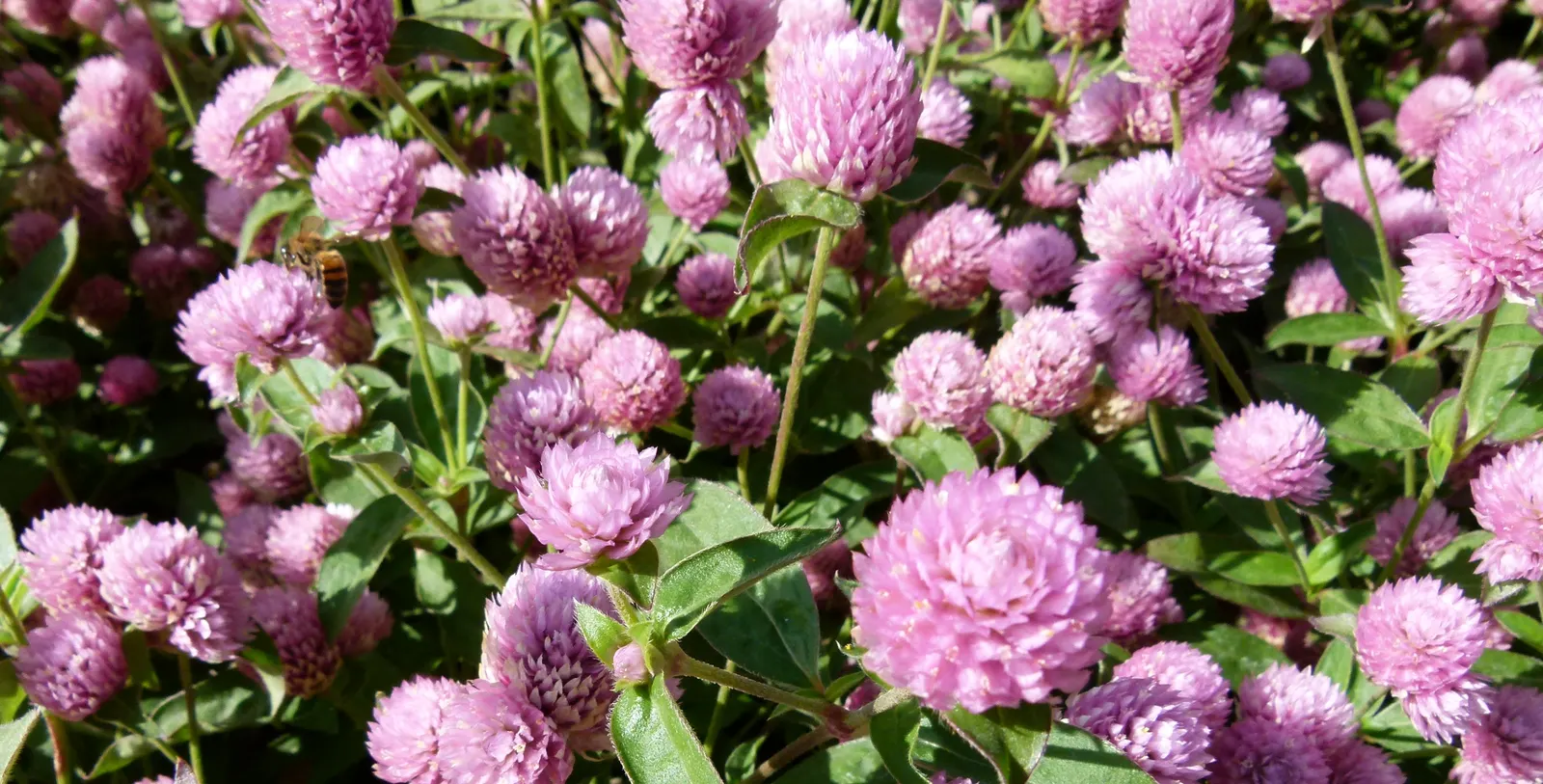 Globe Amaranth (Gomphrena Globosa) — pink flowers in the garden; everlasting flower with papery blooms ranging from purple to white, image 70