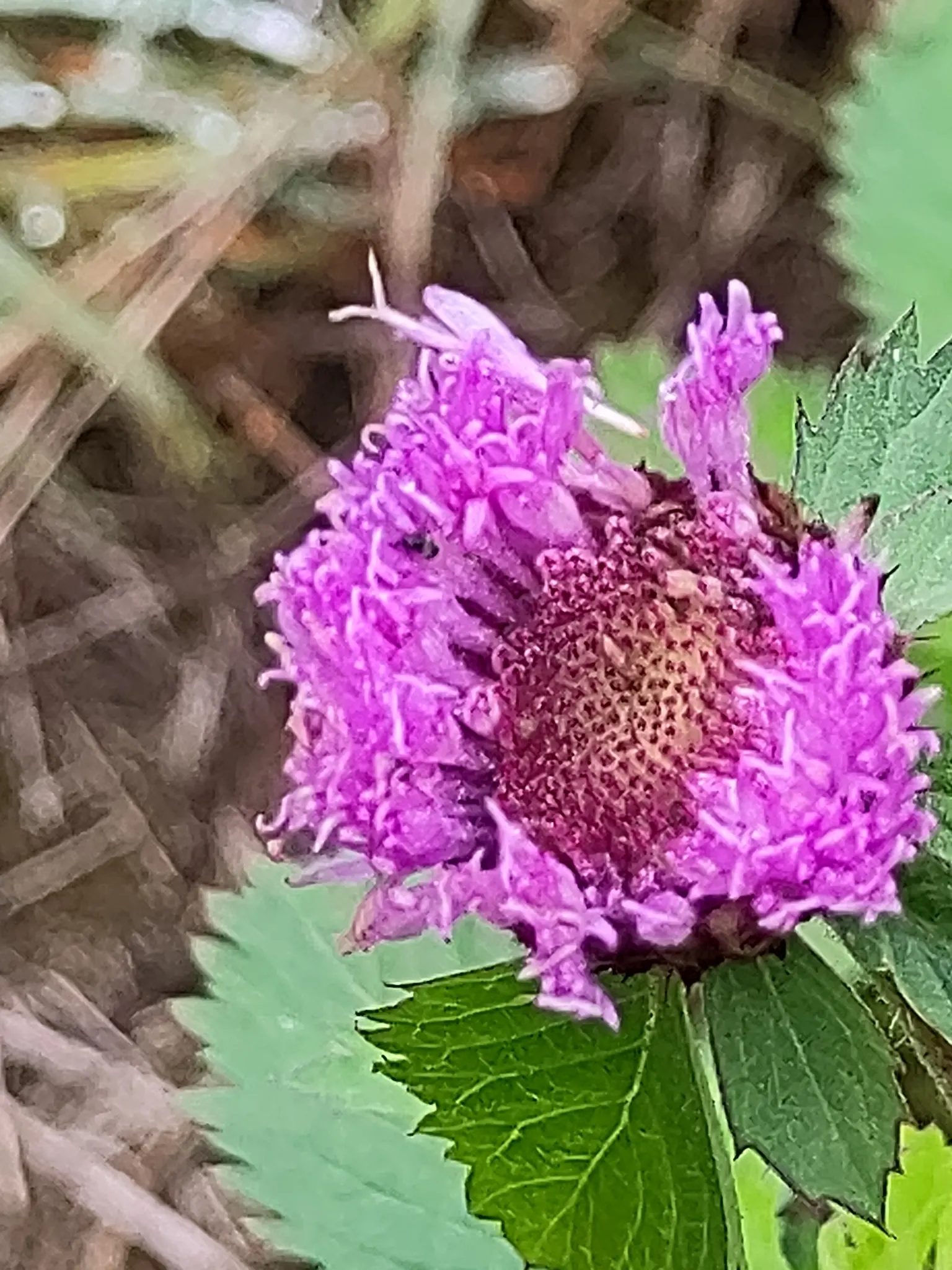 Globe Amaranth (Gomphrena Globosa) — everlasting flower with papery blooms ranging from purple to white; its dense, clover-like heads are excellent, image 91