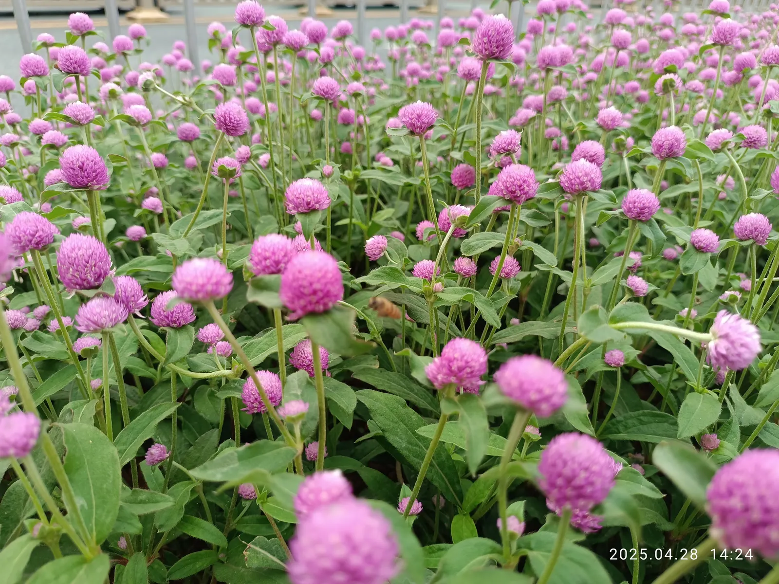 Globe Amaranth (Gomphrena Globosa) — adding contrast to midsummer through fall gardens; this drought-resistant annual thrives in full sun, image 51