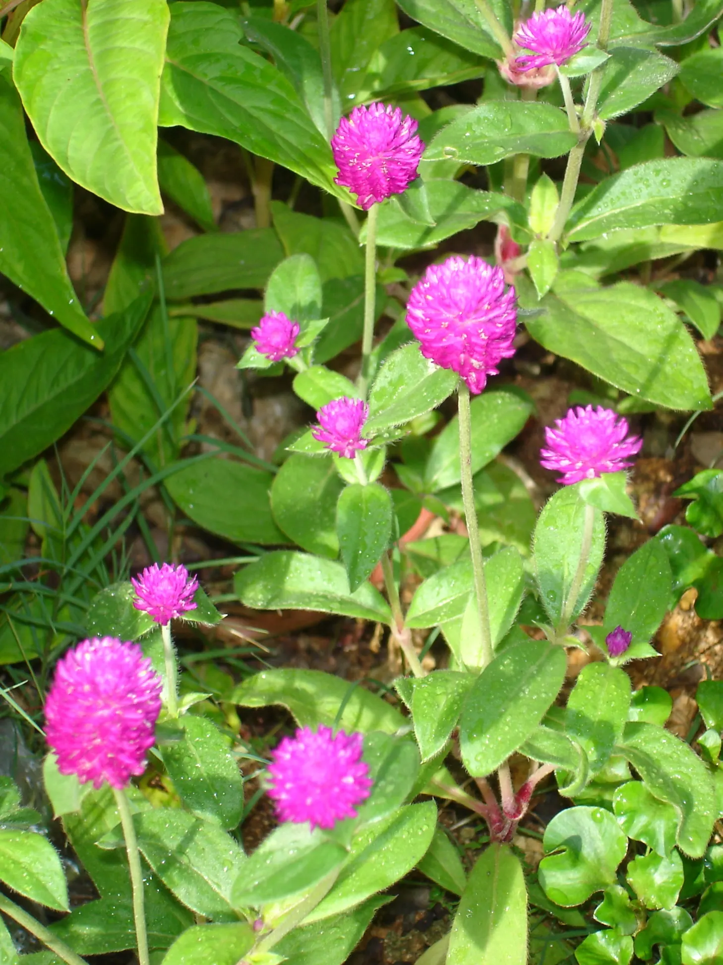 Globe Amaranth (Gomphrena Globosa) — annual for full or half; adding contrast to midsummer through fall gardens, image 45