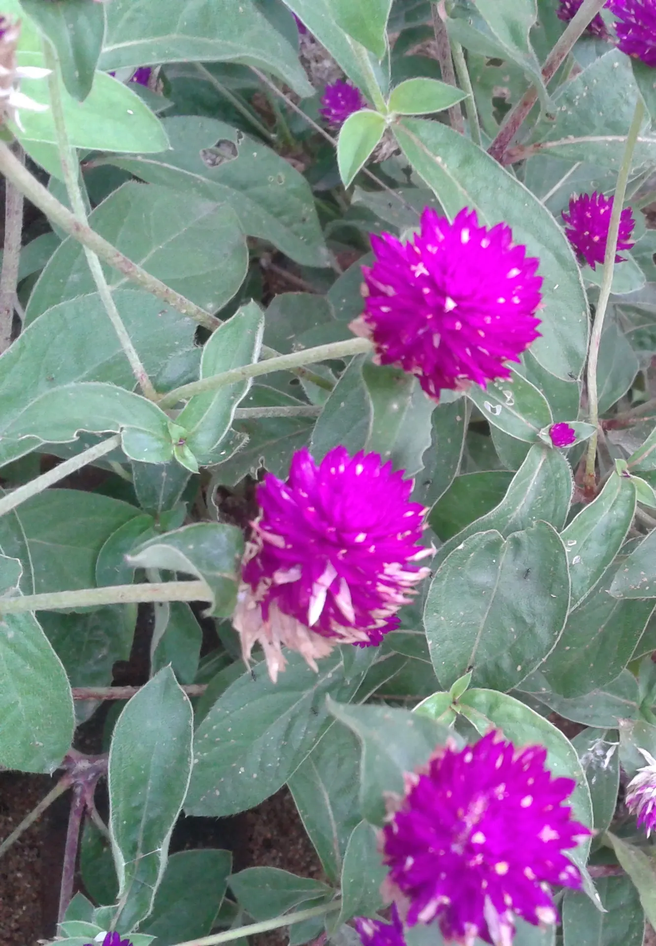 Globe Amaranth (Gomphrena Globosa) — Typically growing to about 24 inches tall and spreading 12 inches wide, image 92