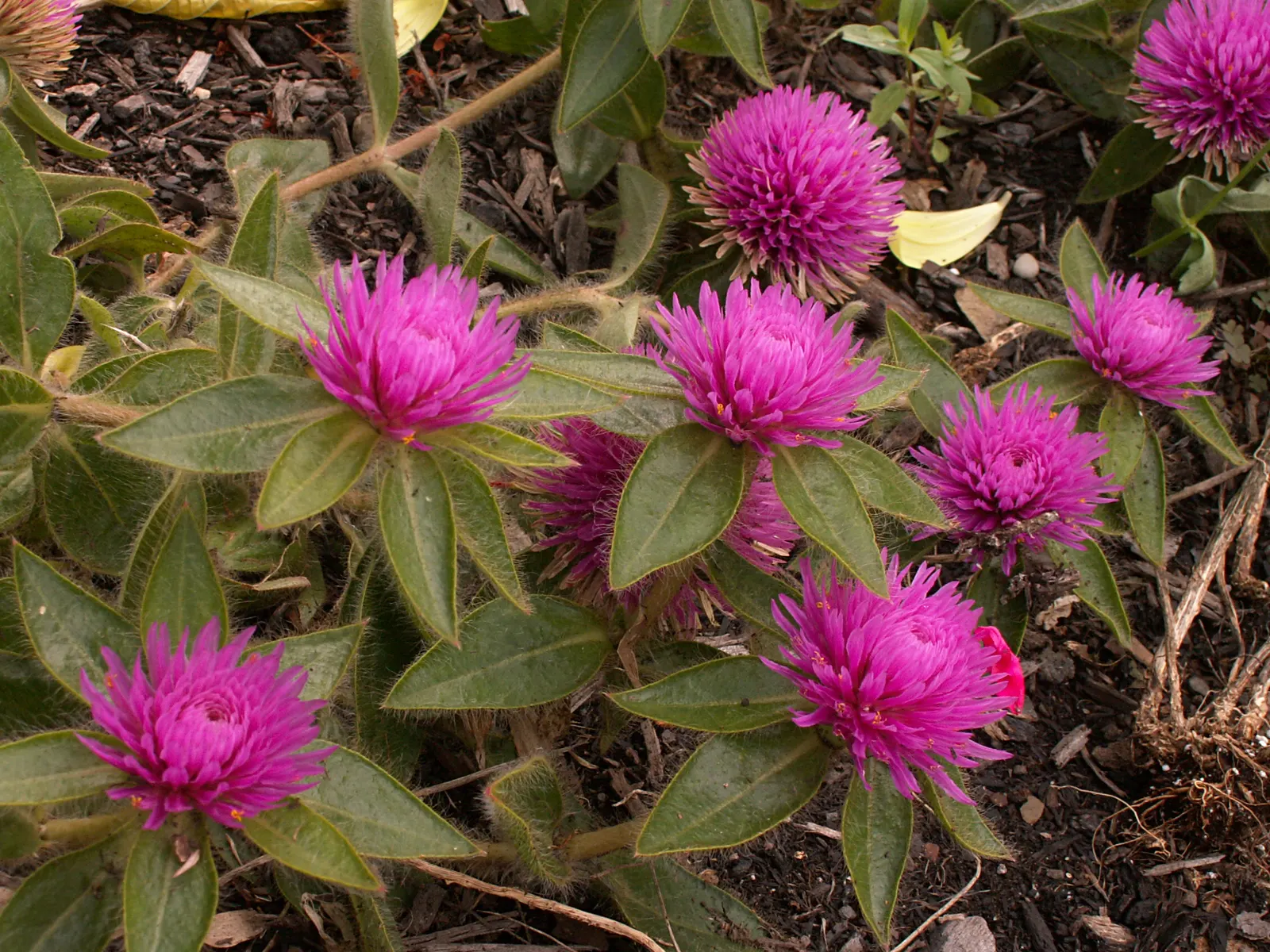 Globe Amaranth (Gomphrena Globosa) — everlasting flower with papery blooms ranging from purple to white; its dense, clover-like heads are excellent, image 109