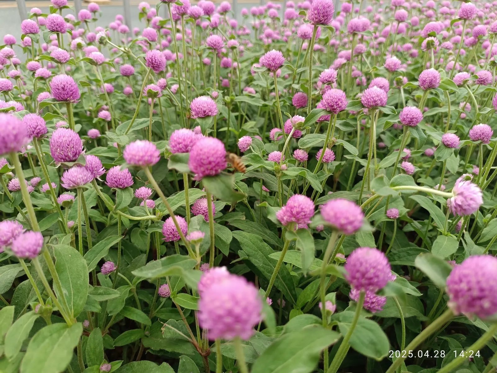 Globe Amaranth (Gomphrena Globosa) — this drought-resistant annual thrives in full sun