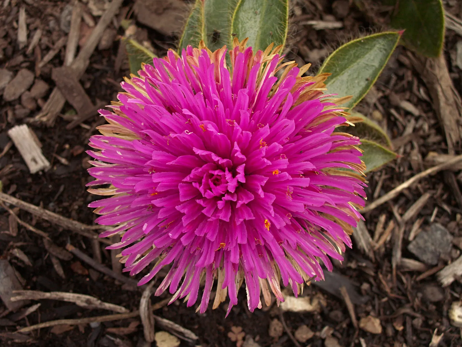 Globe Amaranth (Gomphrena Globosa) — this drought-resistant annual thrives in full sun; annual for full or half, image 57