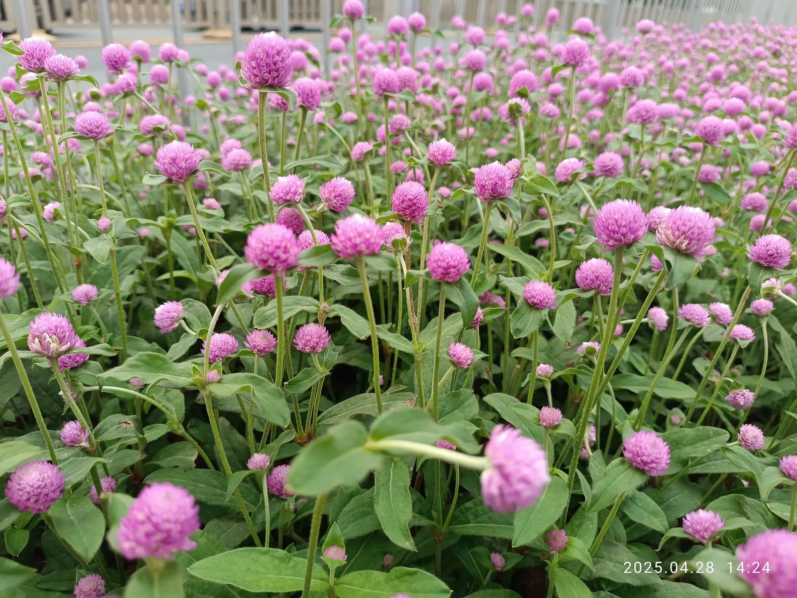 Globe Amaranth (Gomphrena Globosa) — pink flowers in the garden; everlasting flower with papery blooms ranging from purple to white
