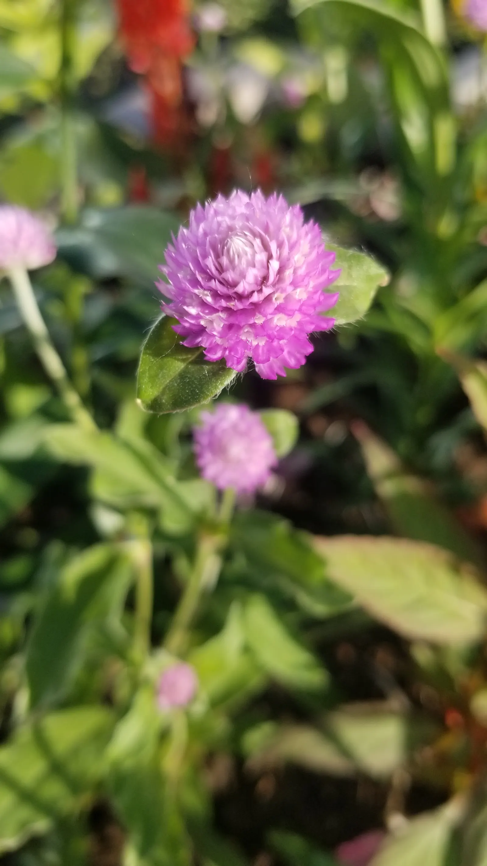 Globe Amaranth (Gomphrena Globosa) — annual for full or half; adding contrast to midsummer through fall gardens, image 99