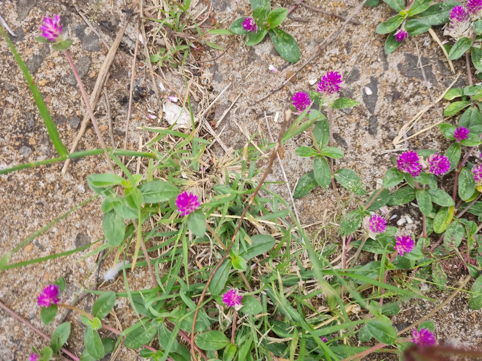 Globe Amaranth (Gomphrena Globosa) — everlasting flower with papery blooms ranging from purple to white; its dense, clover-like heads are excellent, image 37
