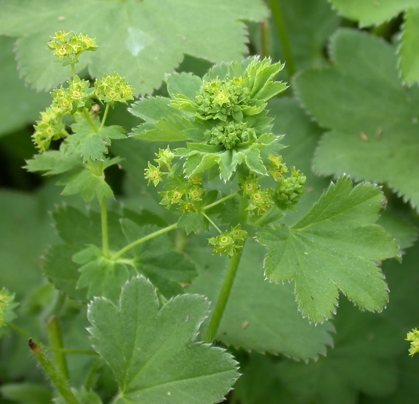 Lady'S-Mantle (Alchemilla Mollis) — is a charming perennial featuring scalloped; textured carpet of green.<br><br>The scalloped leaves possess a, image 106