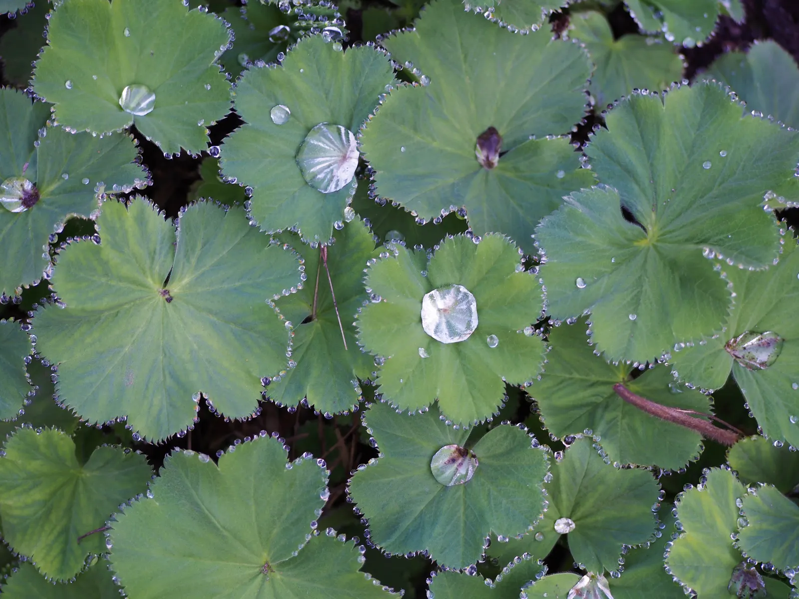 Lady'S-Mantle (Alchemilla Mollis) — It thrives in USDA zones 3-8, preferring part shade and moist, well-drained soil; ideal for borders or groundcover, it