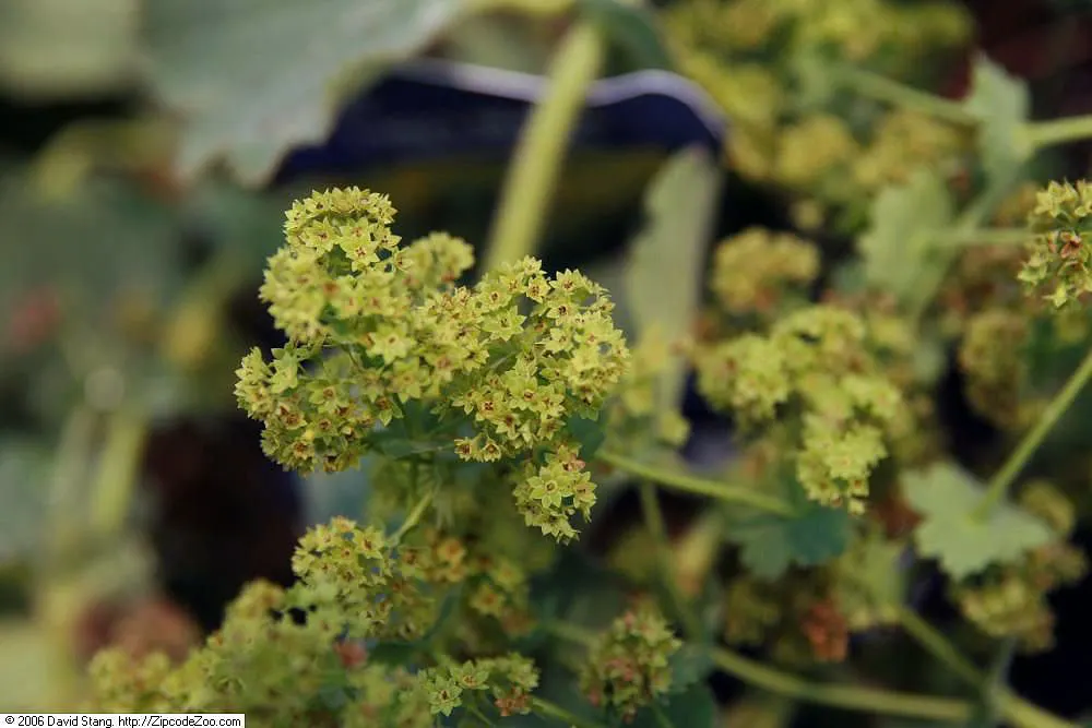 Lady'S-Mantle (Alchemilla Mollis) — Ideal for borders or groundcover, it offers excellent foliage texture and is known for its ease of care