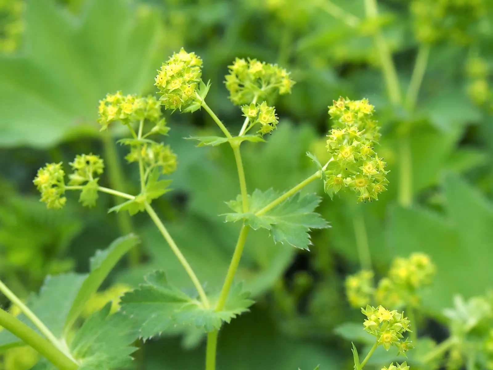 Lady'S-Mantle (Alchemilla Mollis) — yellow flowers in the garden; its mounding habit makes it a versatile ground cover, image 128