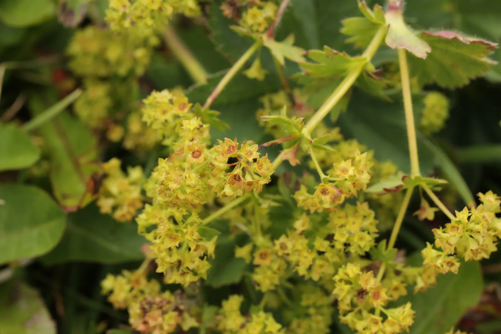 Lady'S-Mantle (Alchemilla Mollis) — commonly known as Lady's-Mantle; in summer, it boasts loose clusters of tiny, star-shaped, yellow-green flowers, image 79