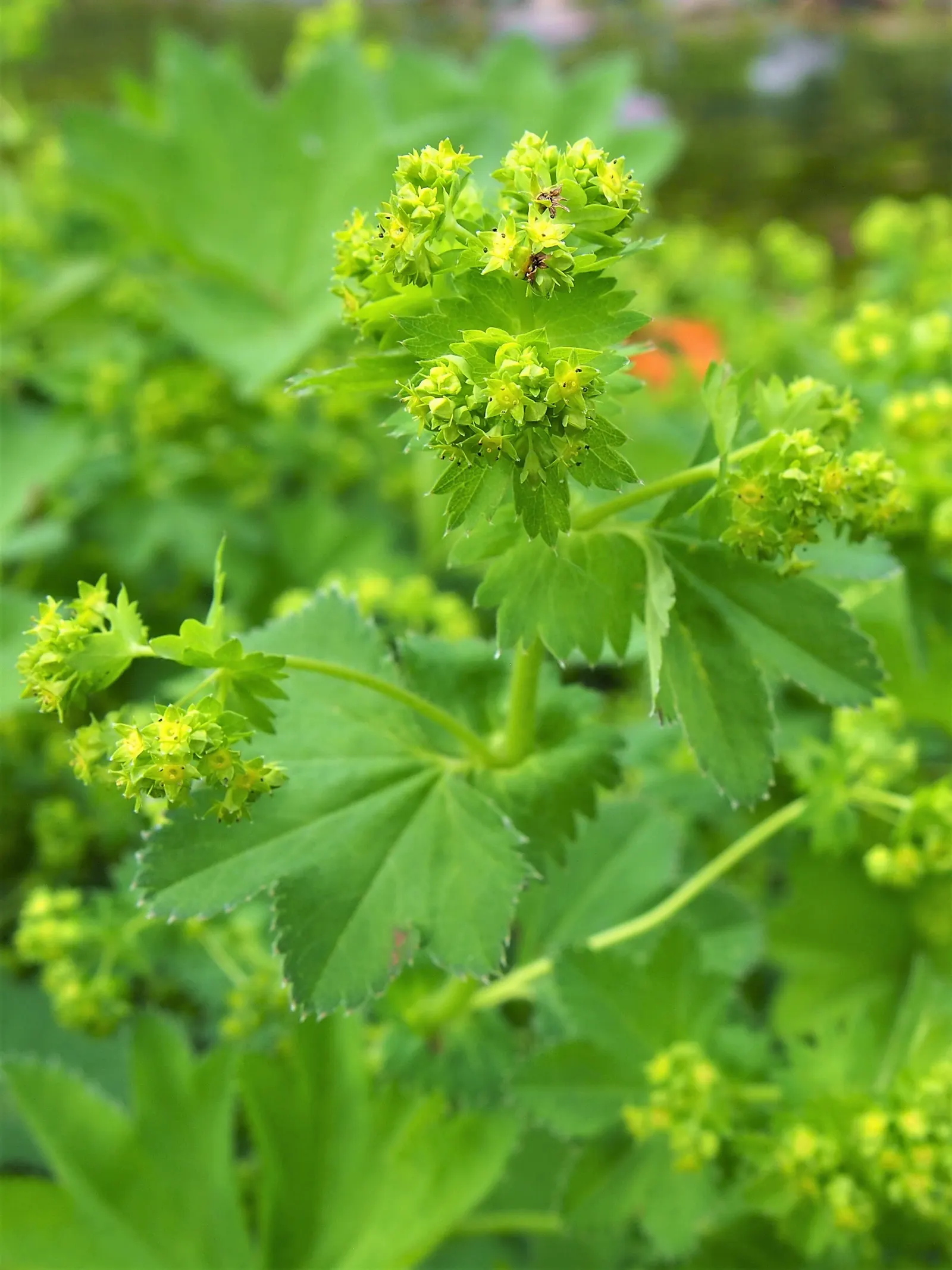 Lady'S-Mantle (Alchemilla Mollis) — or to knit together more substantial plantings; its bloom time extends from late spring to early fall