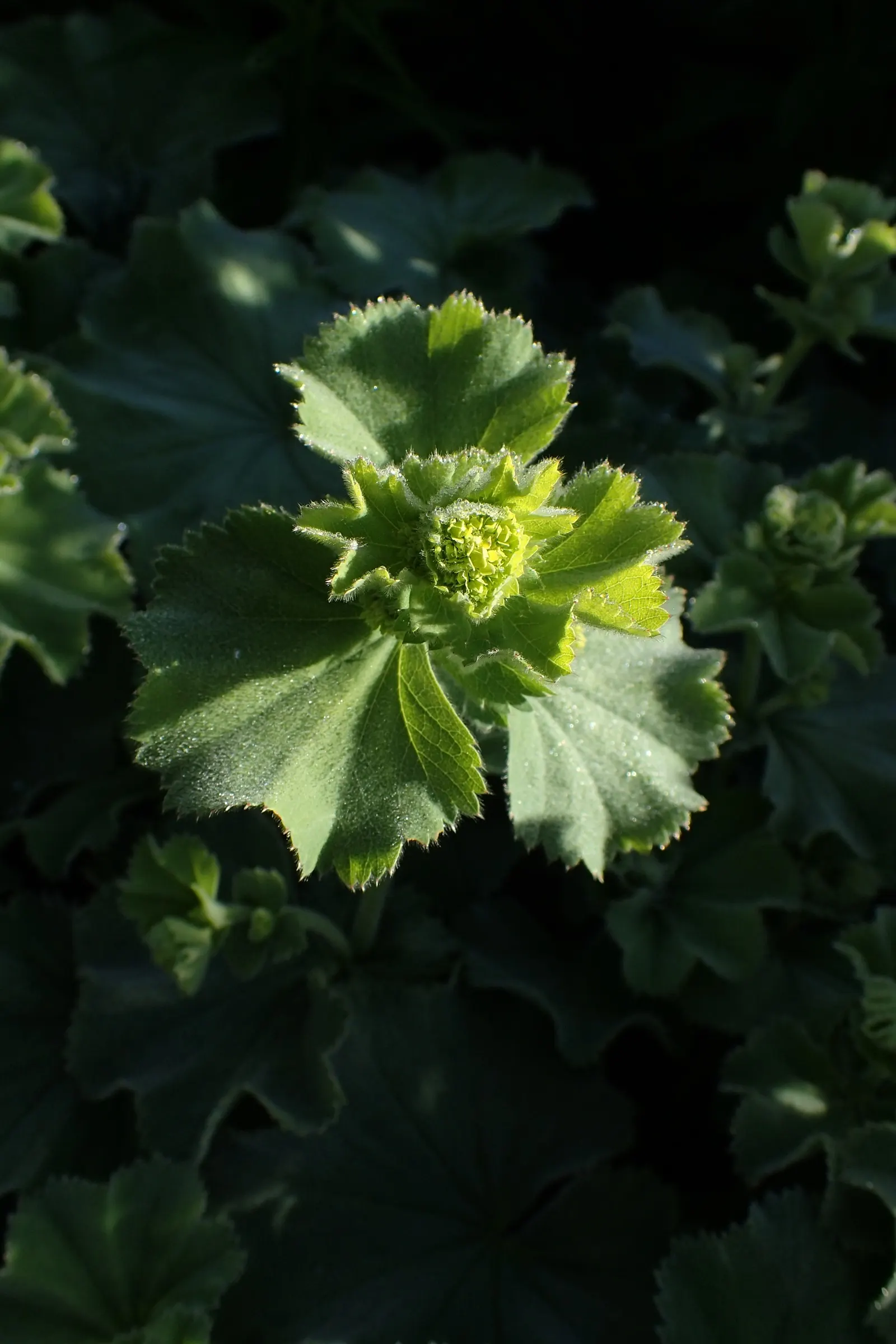 Lady'S-Mantle (Alchemilla Mollis) — enhancing overall garden contrast and harmony; is a charming perennial featuring scalloped, image 101