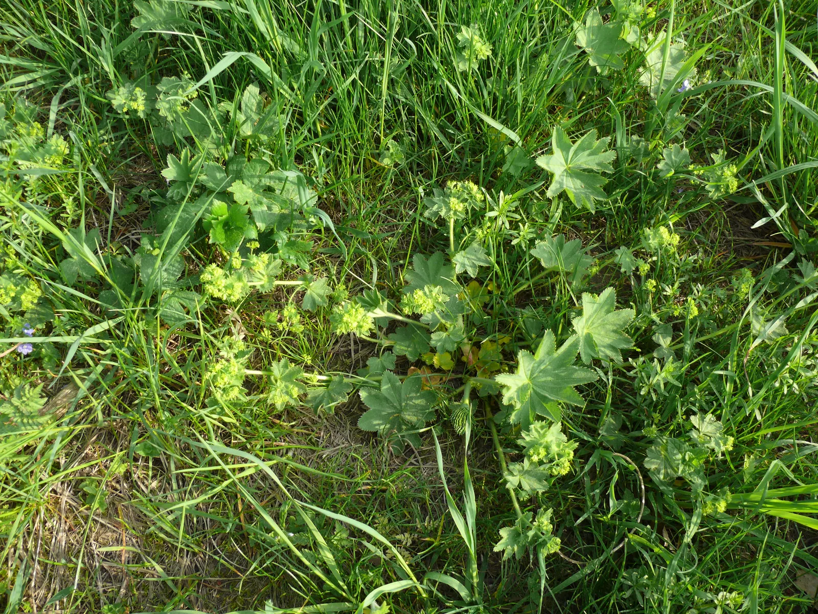 Lady'S-Mantle (Alchemilla Mollis) — its mounding habit makes it a versatile ground cover; growing to a height of typically 12 to 18 inches, image 61