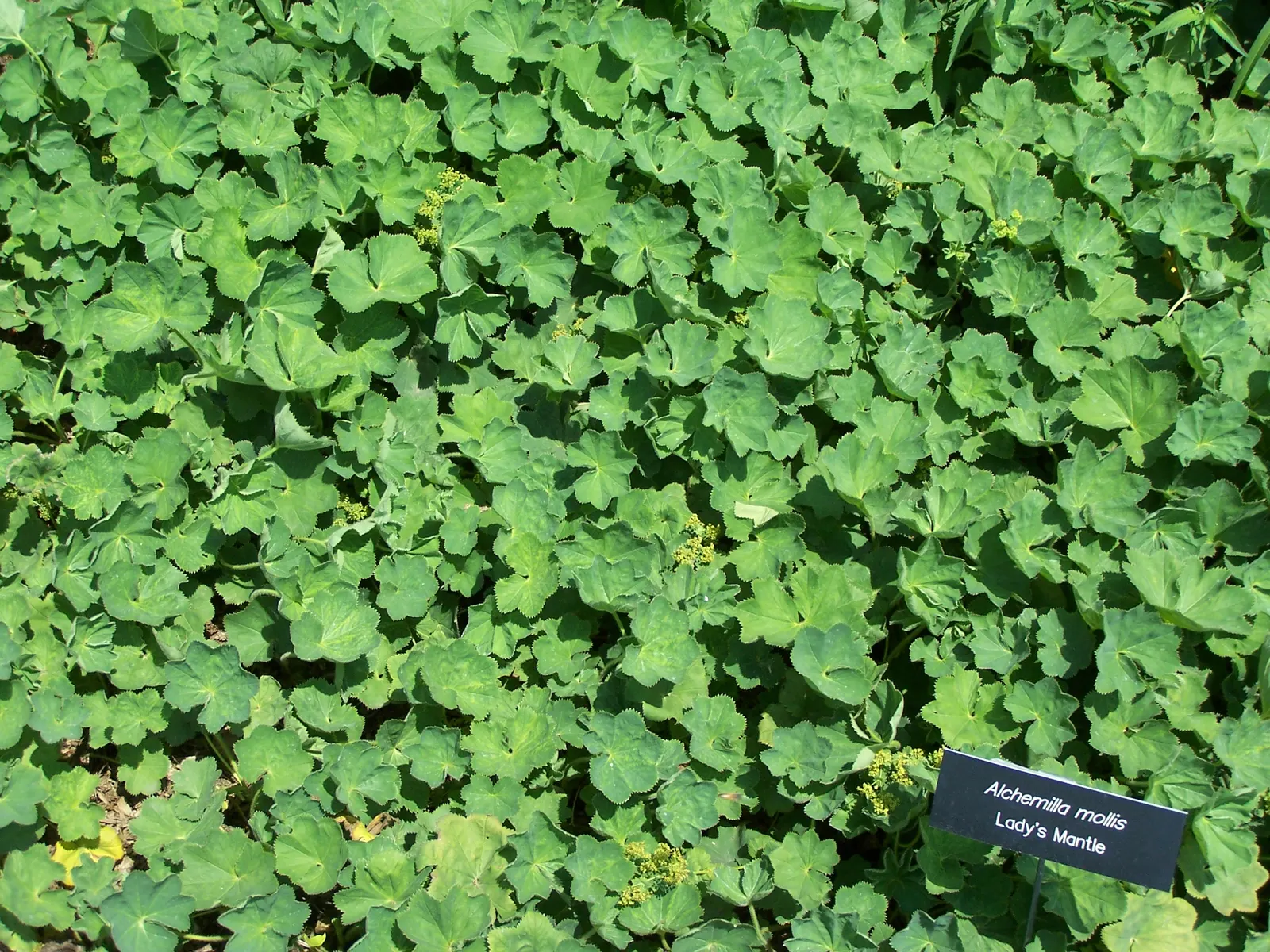 Lady'S-Mantle (Alchemilla Mollis) — as filler in cottage gardens; is a perennial plant cherished for lush foliage and unobtrusive yet delightful, image 124