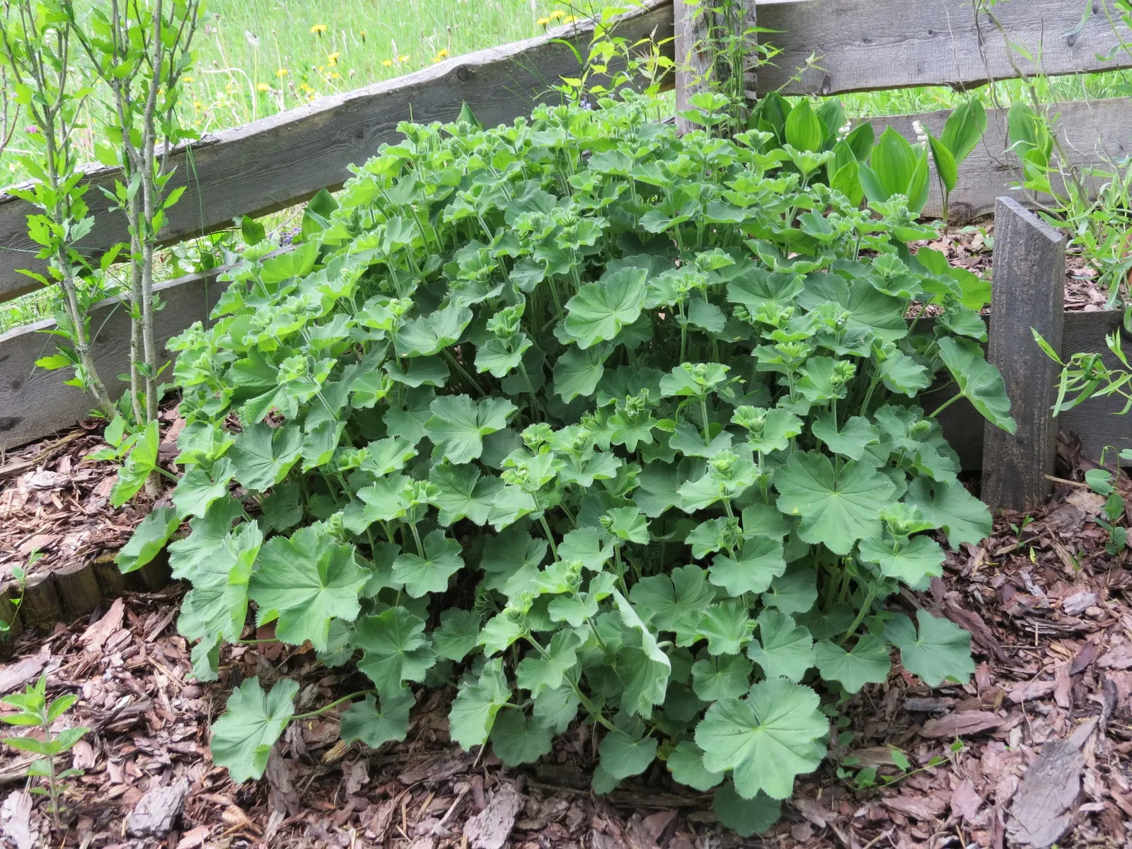 Lady'S-Mantle (Alchemilla Mollis) — is a charming perennial featuring scalloped; textured carpet of green.<br><br>The scalloped leaves possess a, image 80