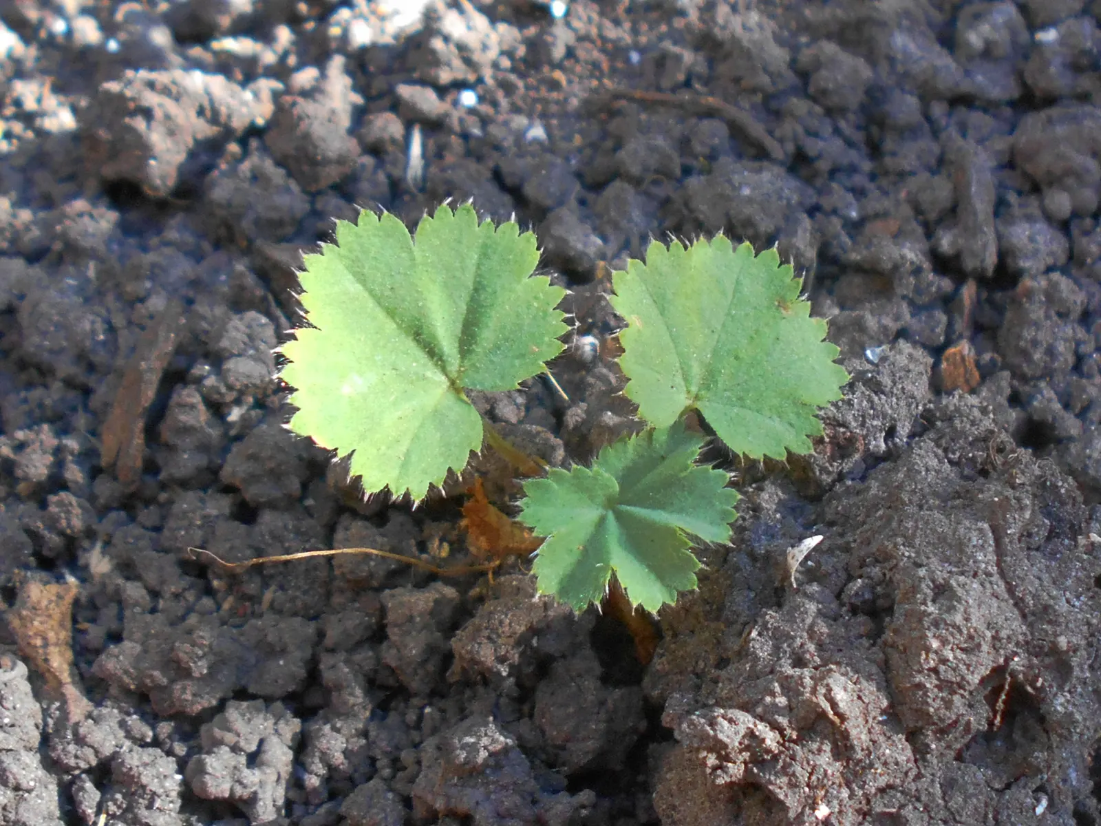 Lady'S-Mantle (Alchemilla Mollis) — as its textured foliage complements a wide range of flowers and shrubs; or to knit together more substantial, image 74