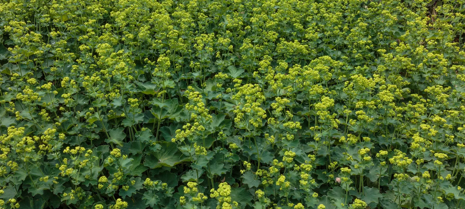 Lady'S-Mantle (Alchemilla Mollis) — enhancing overall garden contrast and harmony