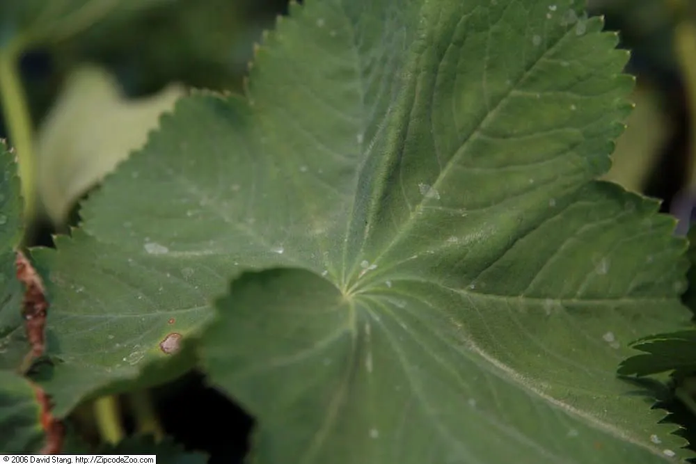 Lady'S-Mantle (Alchemilla Mollis) — its mounding habit makes it a versatile ground cover; growing to a height of typically 12 to 18 inches