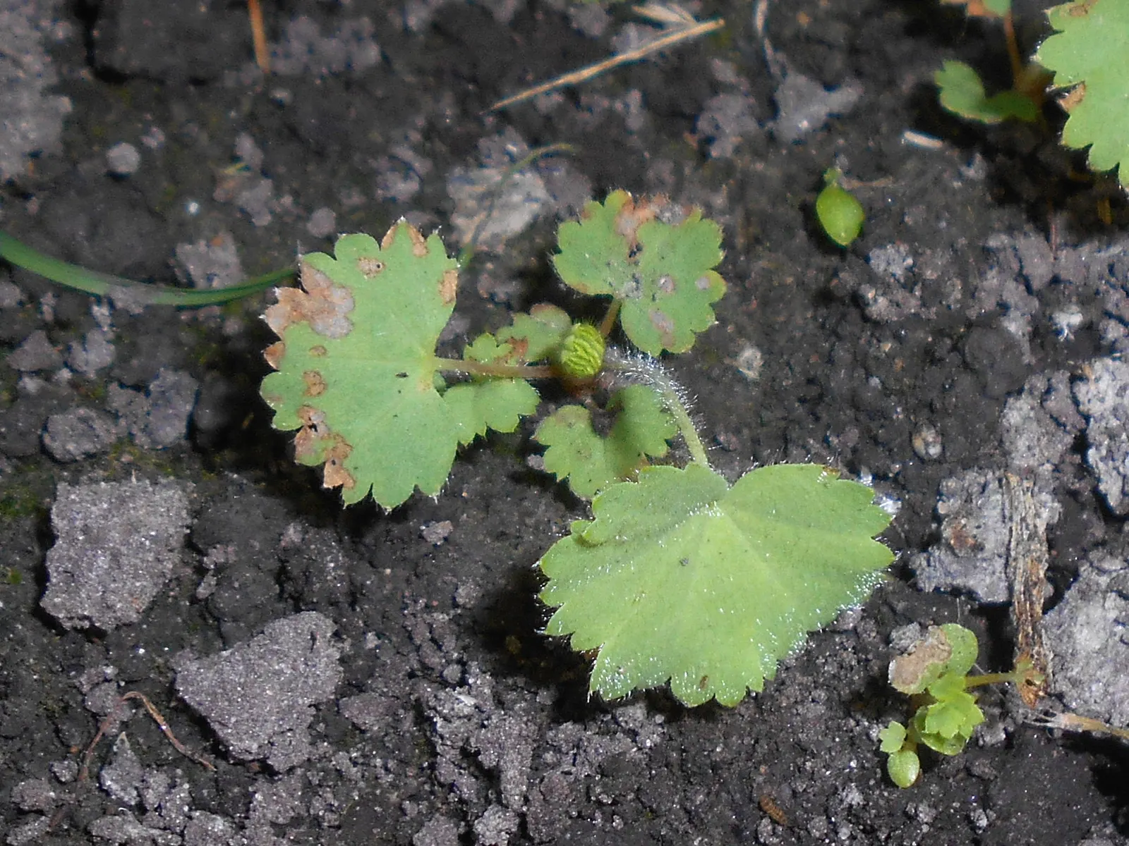 Lady'S-Mantle (Alchemilla Mollis) — textured carpet of green.<br><br>The scalloped leaves possess a unique trait - they capture dew and raindrops, image 63