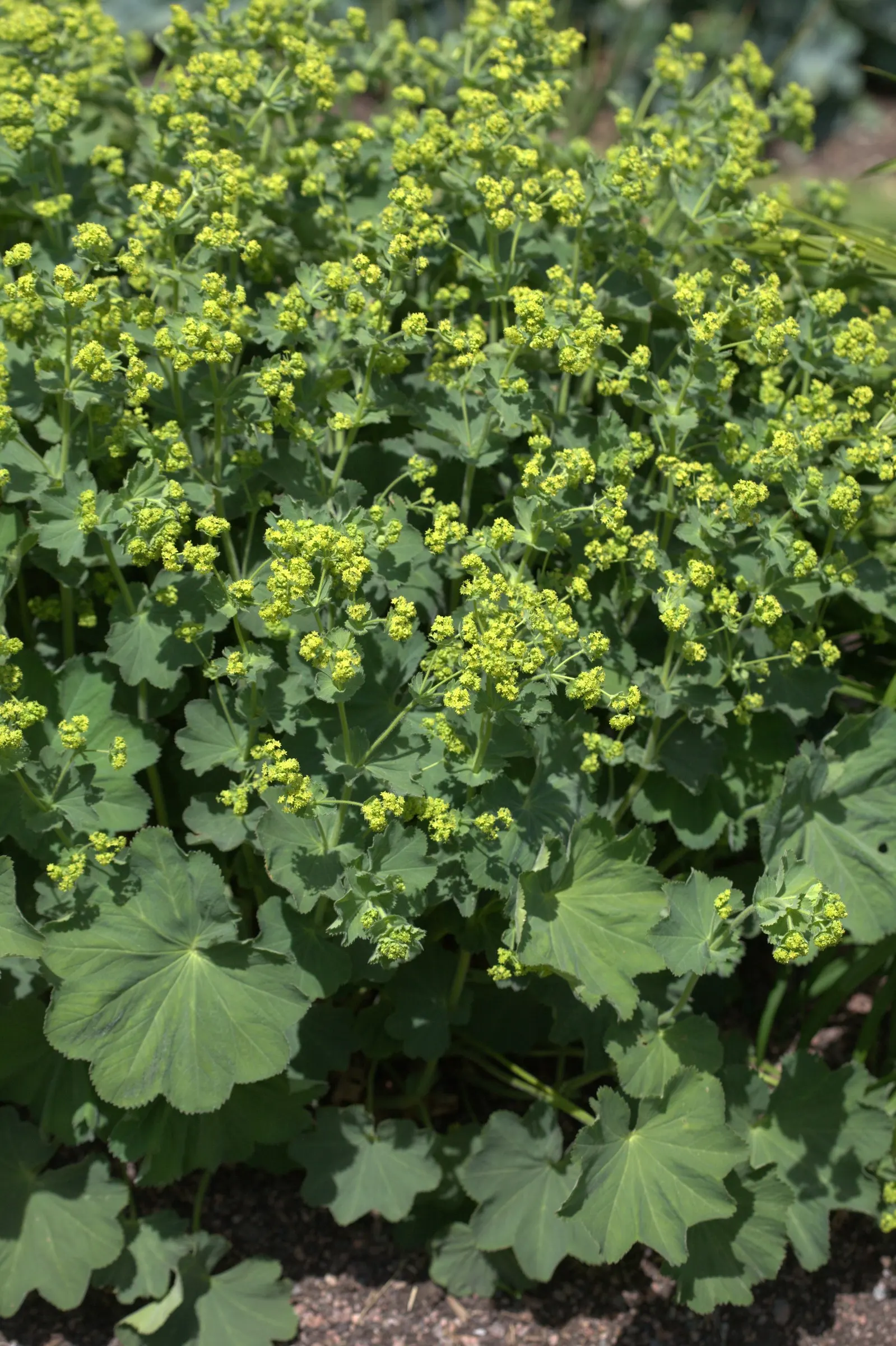 Lady'S-Mantle (Alchemilla Mollis) — ground cover / perennial for half or shade; enhancing overall garden contrast and harmony, image 104