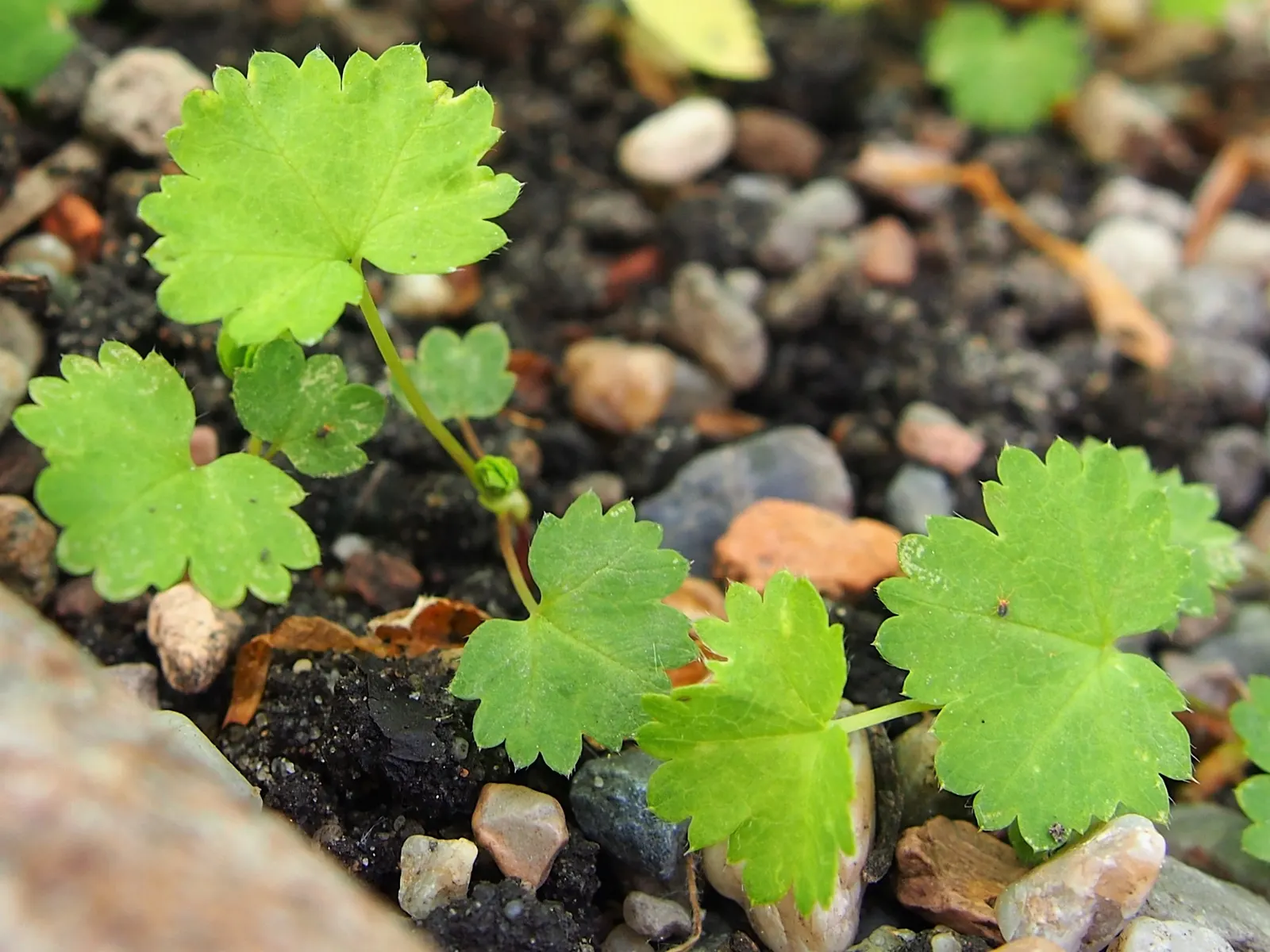 Lady'S-Mantle (Alchemilla Mollis) — This water-holding capability hints at its historical use in alchemy, hence the name Alchemilla; lobed leaves, image 117