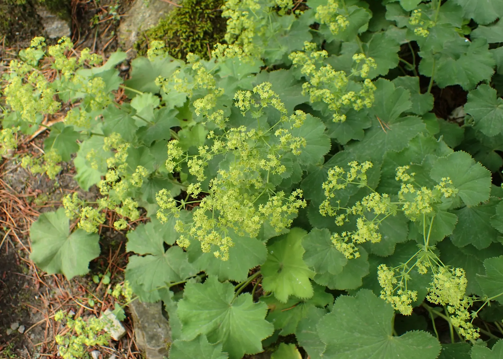 Lady'S-Mantle (Alchemilla Mollis) — It is largely pest-free and resistant to deer and rabbits