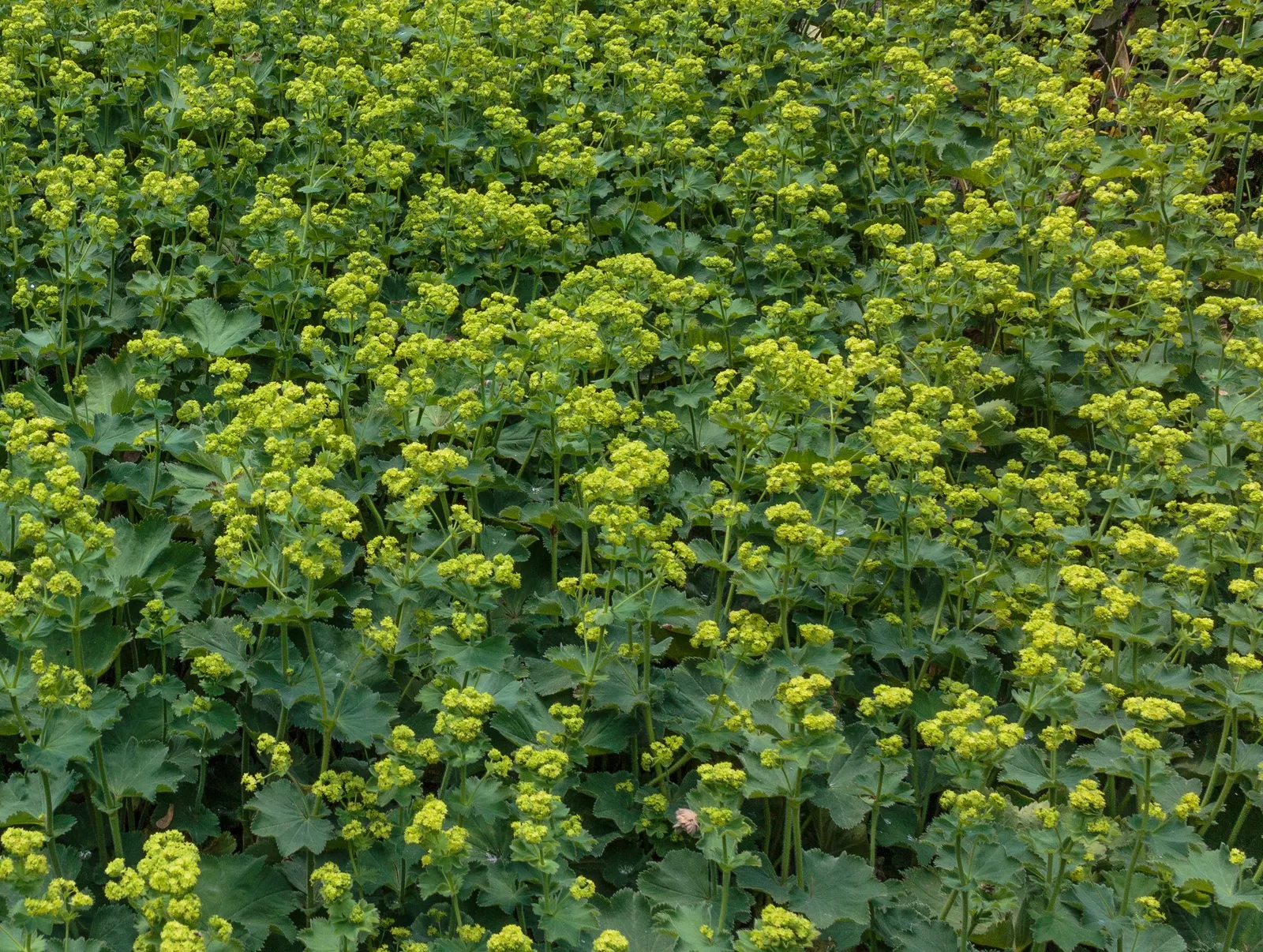 Lady'S-Mantle (Alchemilla Mollis) — lending an almost magical appearance to the landscape