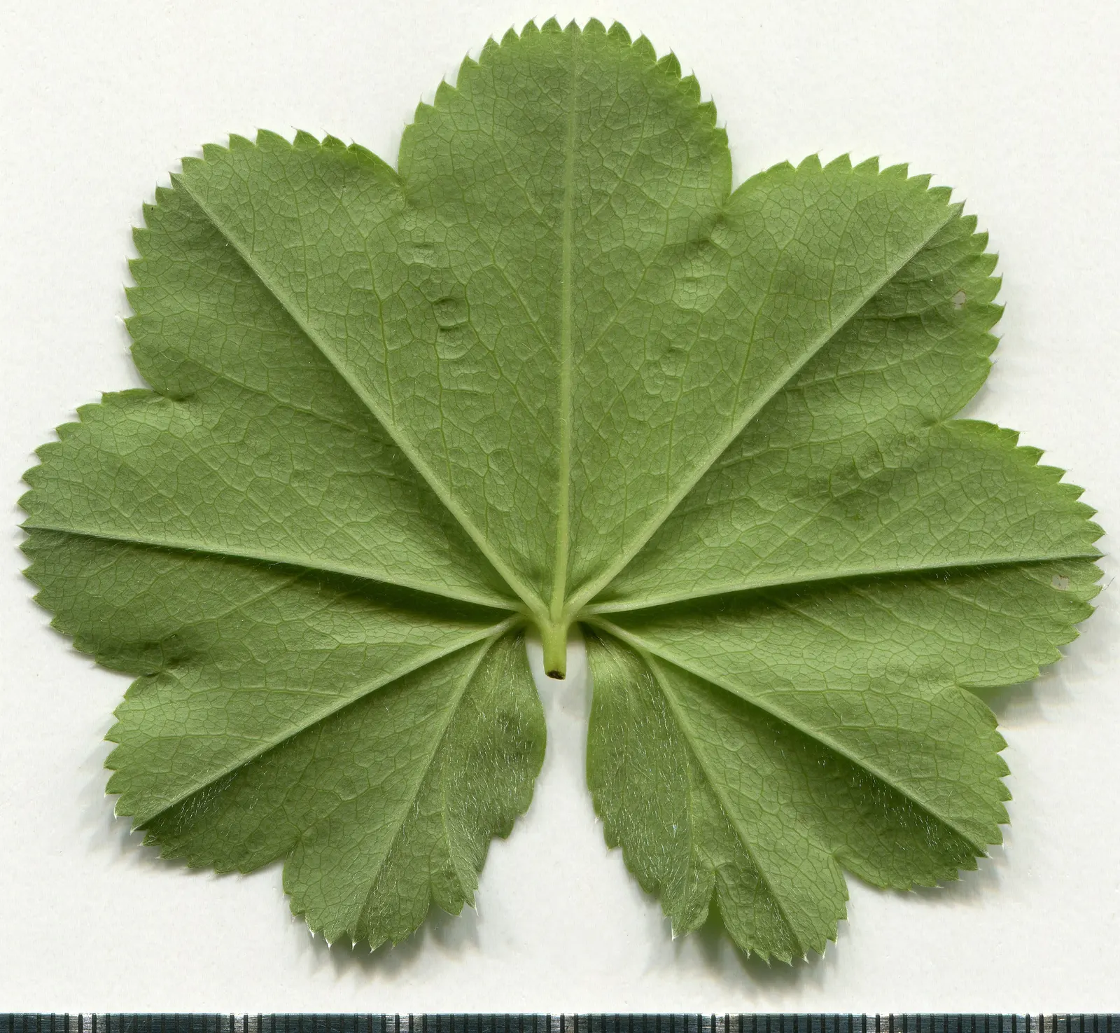 Lady'S-Mantle (Alchemilla Mollis) — is a charming perennial featuring scalloped; textured carpet of green.<br><br>The scalloped leaves possess a, image 54