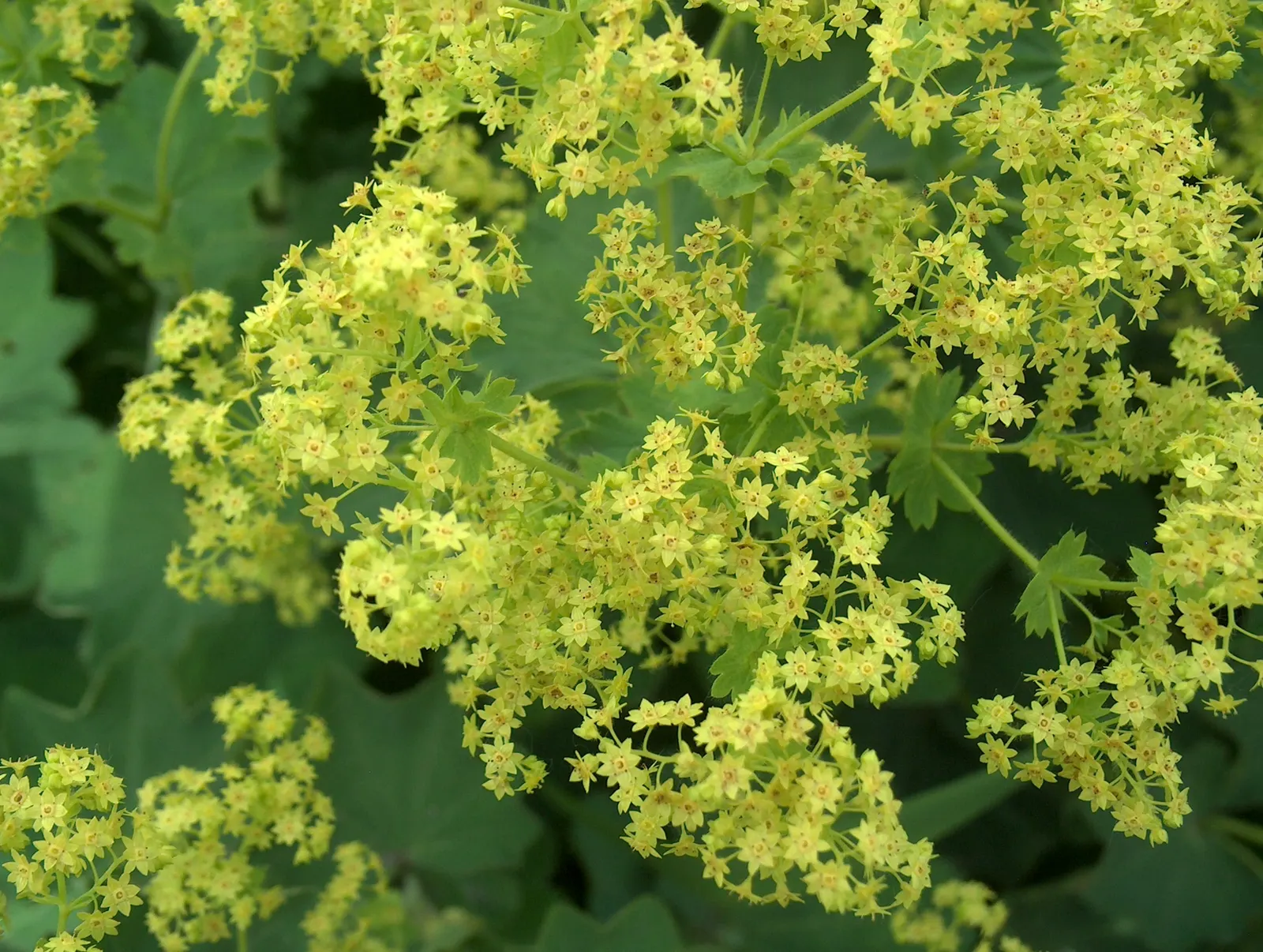 Lady'S-Mantle (Alchemilla Mollis) — lobed leaves are its standout feature; offering a long season of interest with sprays of tiny