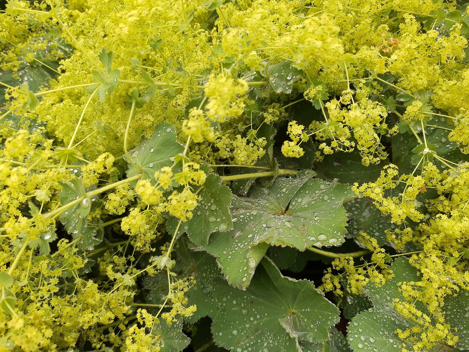 Lady'S-Mantle (Alchemilla Mollis) — Its bloom time extends from late spring to early fall; this low-maintenance gem is hardy in USDA zones 3 to 8, image 118