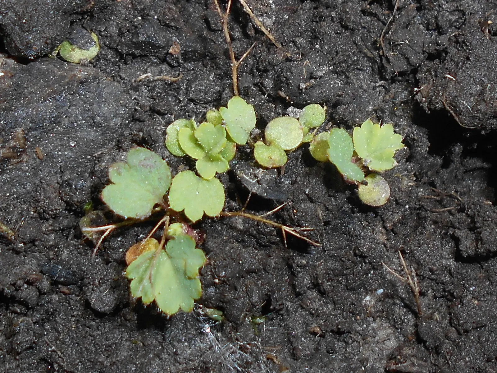 Lady'S-Mantle (Alchemilla Mollis) — commonly known as Lady's-Mantle; in summer, it boasts loose clusters of tiny, star-shaped, yellow-green flowers, image 105