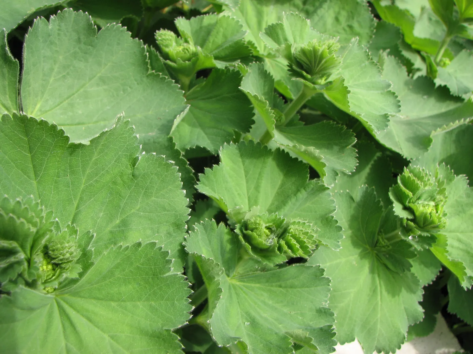 Lady'S-Mantle (Alchemilla Mollis) — though it's quite adaptable to different soil types; it thrives in USDA zones 3-8, preferring part shade and, image 120