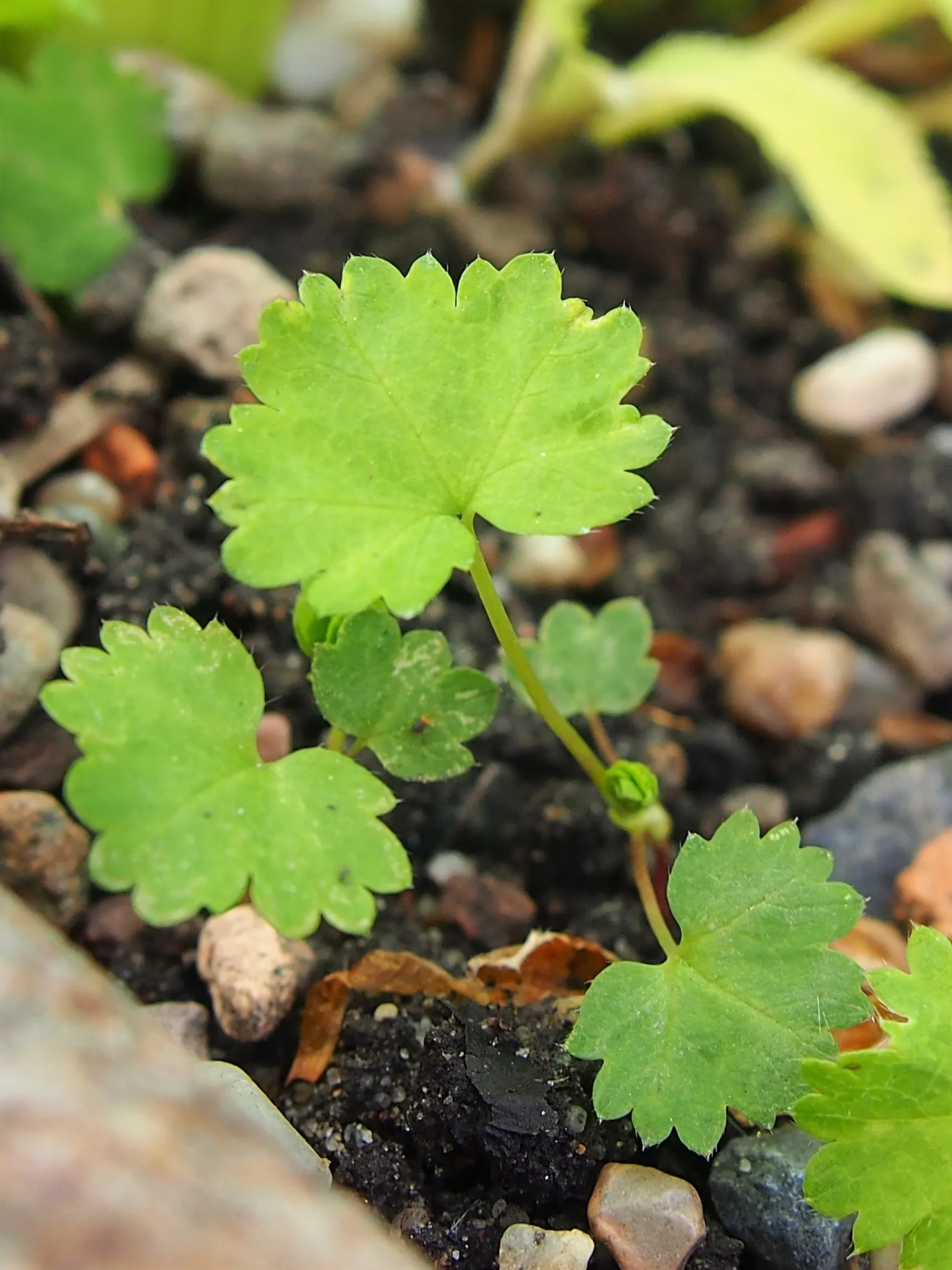 Lady'S-Mantle (Alchemilla Mollis) — as its textured foliage complements a wide range of flowers and shrubs