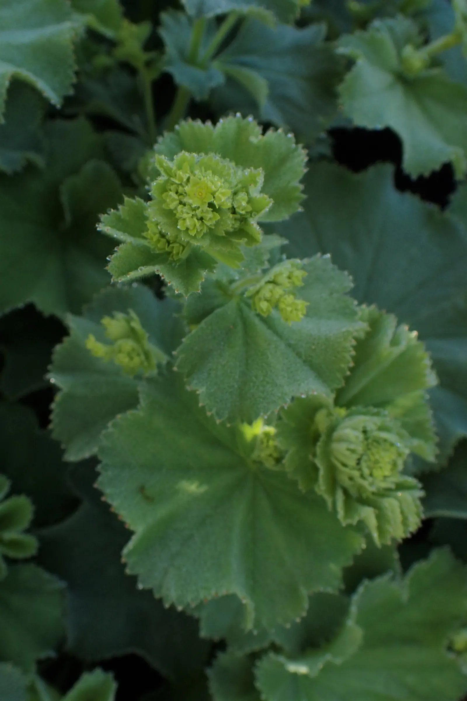 Lady'S-Mantle (Alchemilla Mollis) — its mounding habit makes it a versatile ground cover; growing to a height of typically 12 to 18 inches, image 87