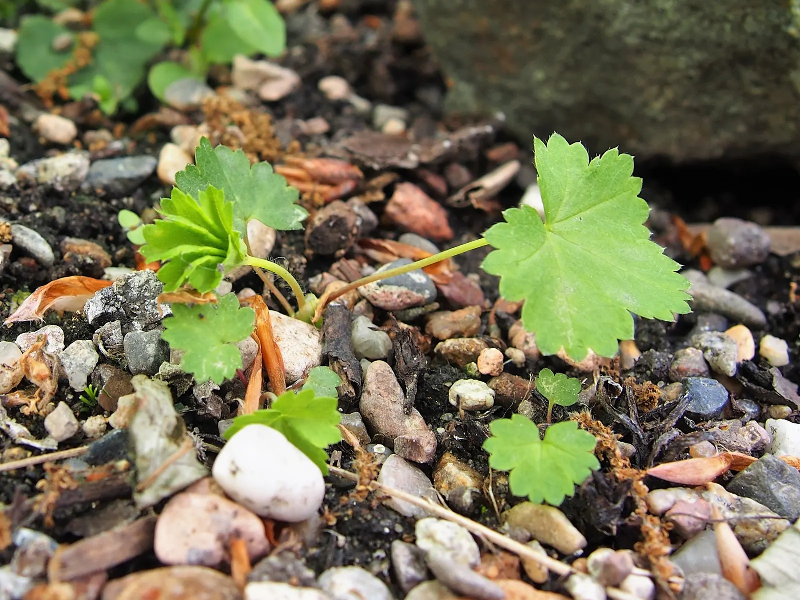 Lady'S-Mantle (Alchemilla Mollis) — commonly known as Lady's-Mantle; in summer, it boasts loose clusters of tiny, star-shaped, yellow-green flowers, image 131