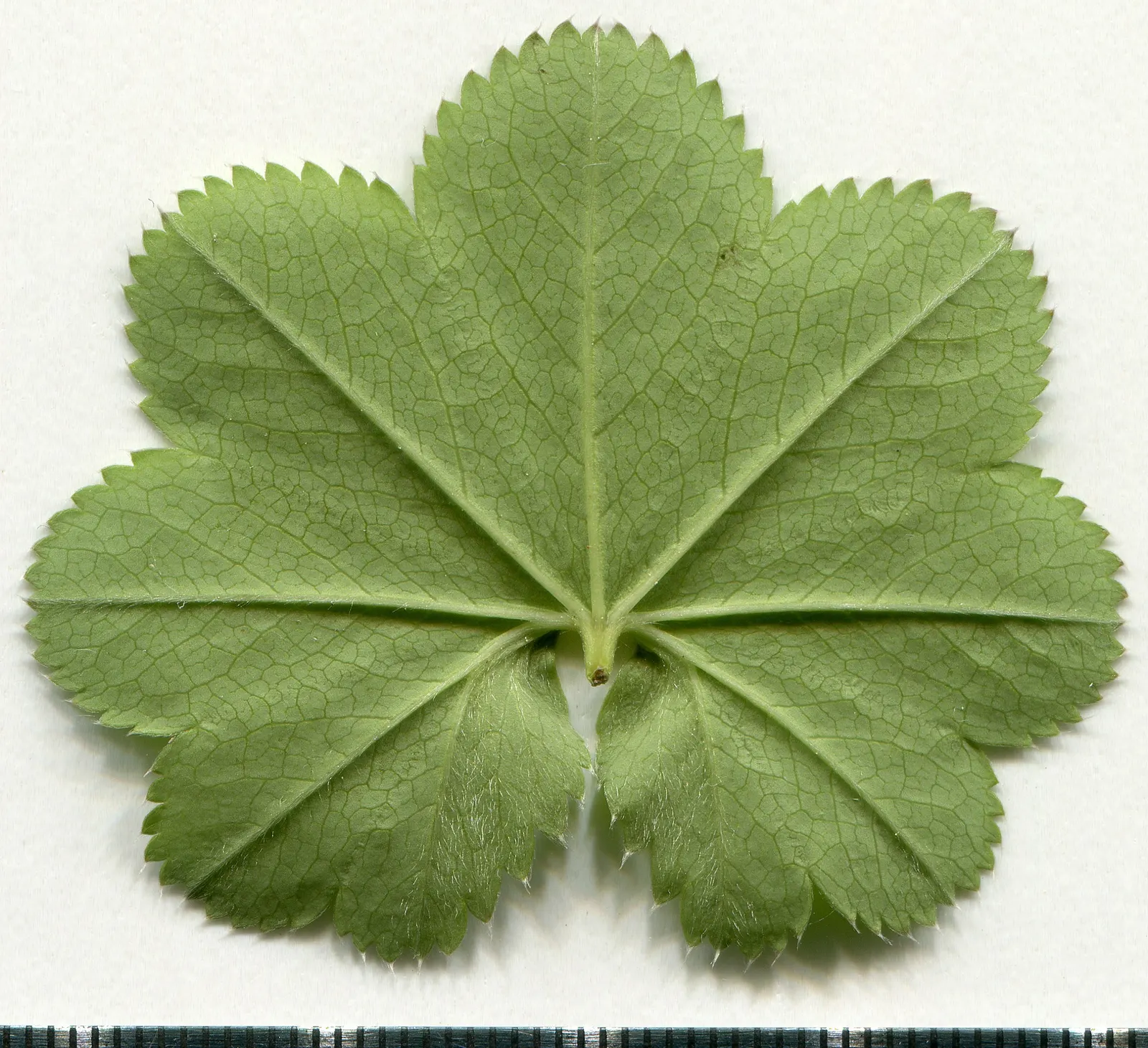 Lady'S-Mantle (Alchemilla Mollis) — It is largely pest-free and resistant to deer and rabbits; which makes it an excellent choice for worry-free, image 70