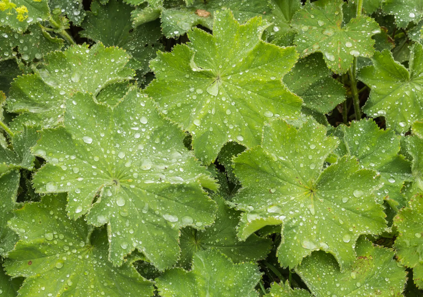 Lady'S-Mantle (Alchemilla Mollis) — though it's quite adaptable to different soil types; it thrives in USDA zones 3-8, preferring part shade and moist