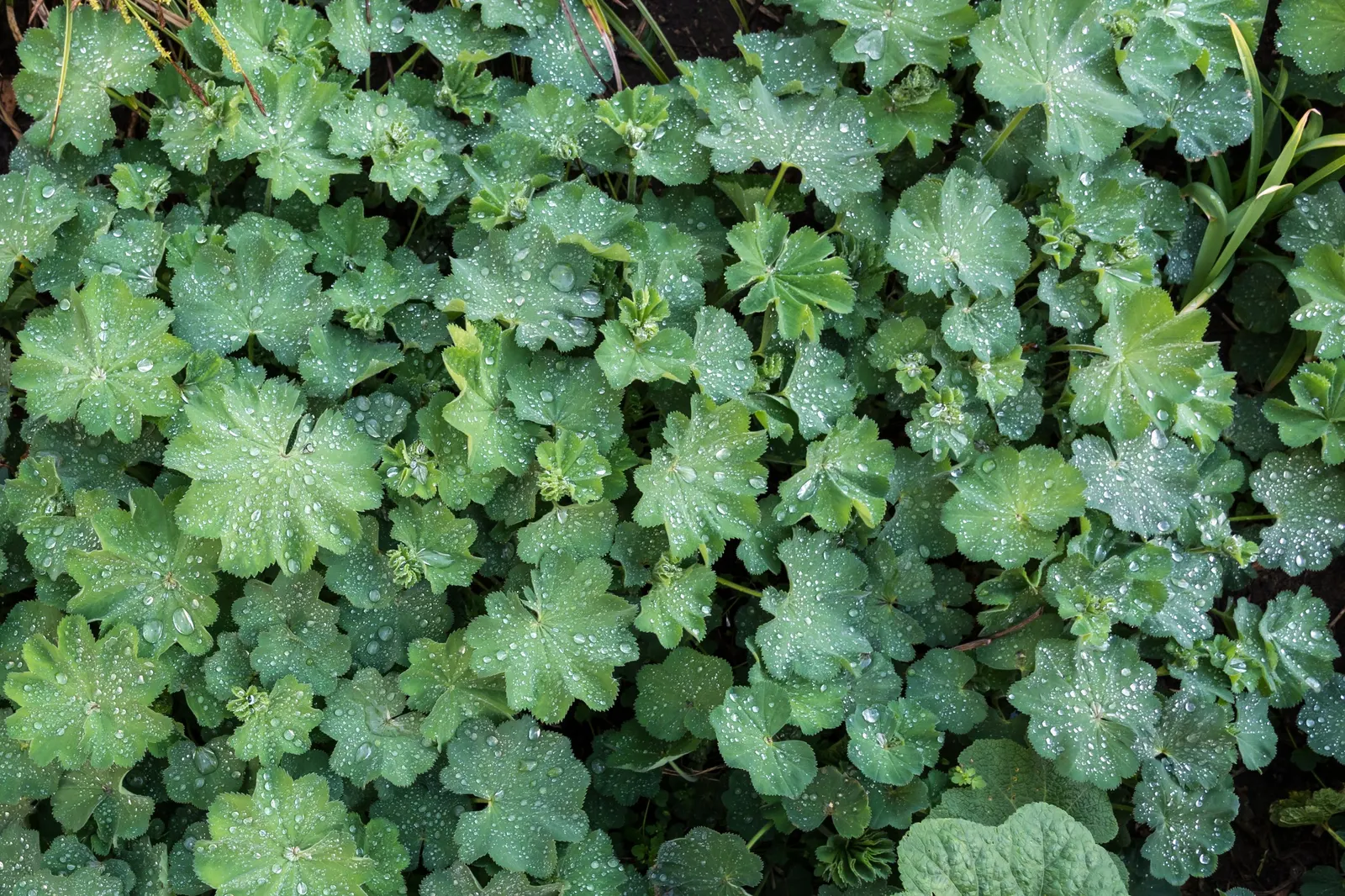Lady'S-Mantle (Alchemilla Mollis) — which makes it an excellent choice for worry-free gardens; ground cover / perennial for half or shade, image 71
