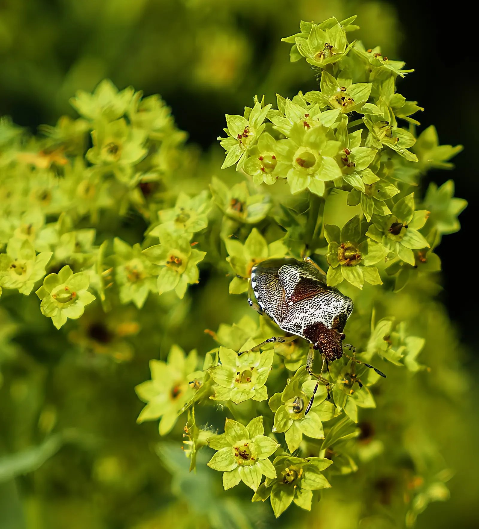 Lady'S-Mantle (Alchemilla Mollis) — soft green leaves spanning up to 6 inches across; it is largely pest-free and resistant to deer and rabbits