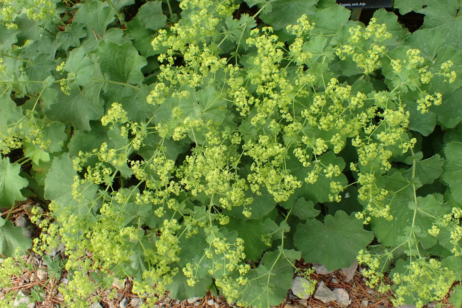 Lady'S-Mantle (Alchemilla Mollis) — In summer, it boasts loose clusters of tiny, star-shaped, yellow-green flowers reaching about 18 inches tall; ground cover