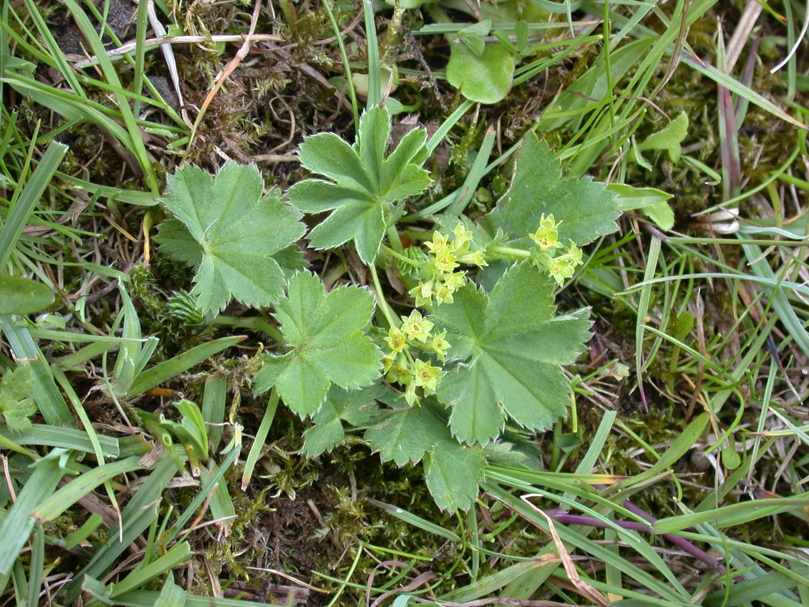 Lady'S-Mantle (Alchemilla Mollis) — This water-holding capability hints at its historical use in alchemy, hence the name Alchemilla; lobed leaves are its