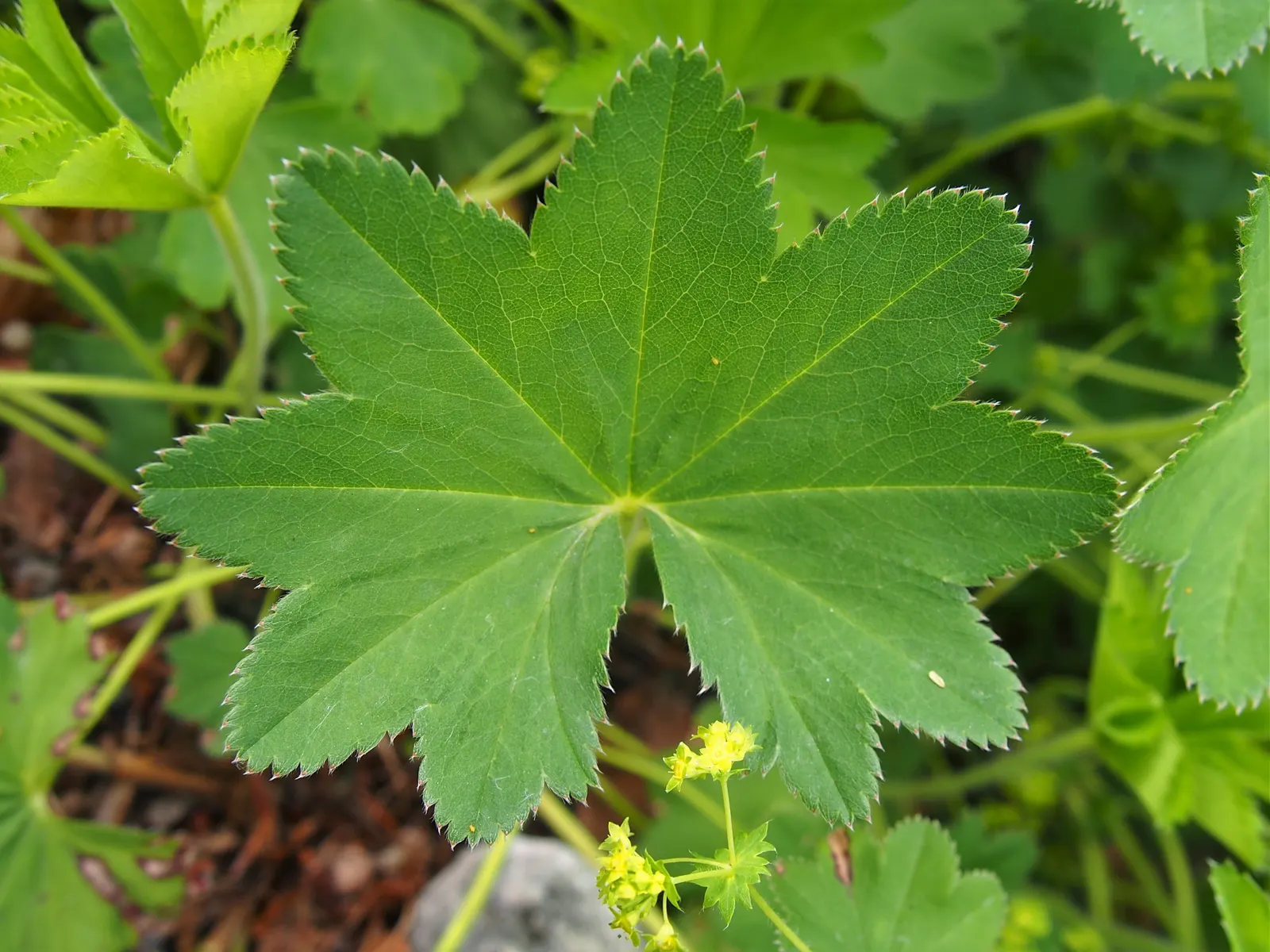 Lady'S-Mantle (Alchemilla Mollis) — Ideal for borders or groundcover, it offers excellent foliage texture and is known for its ease of care; this, image 84
